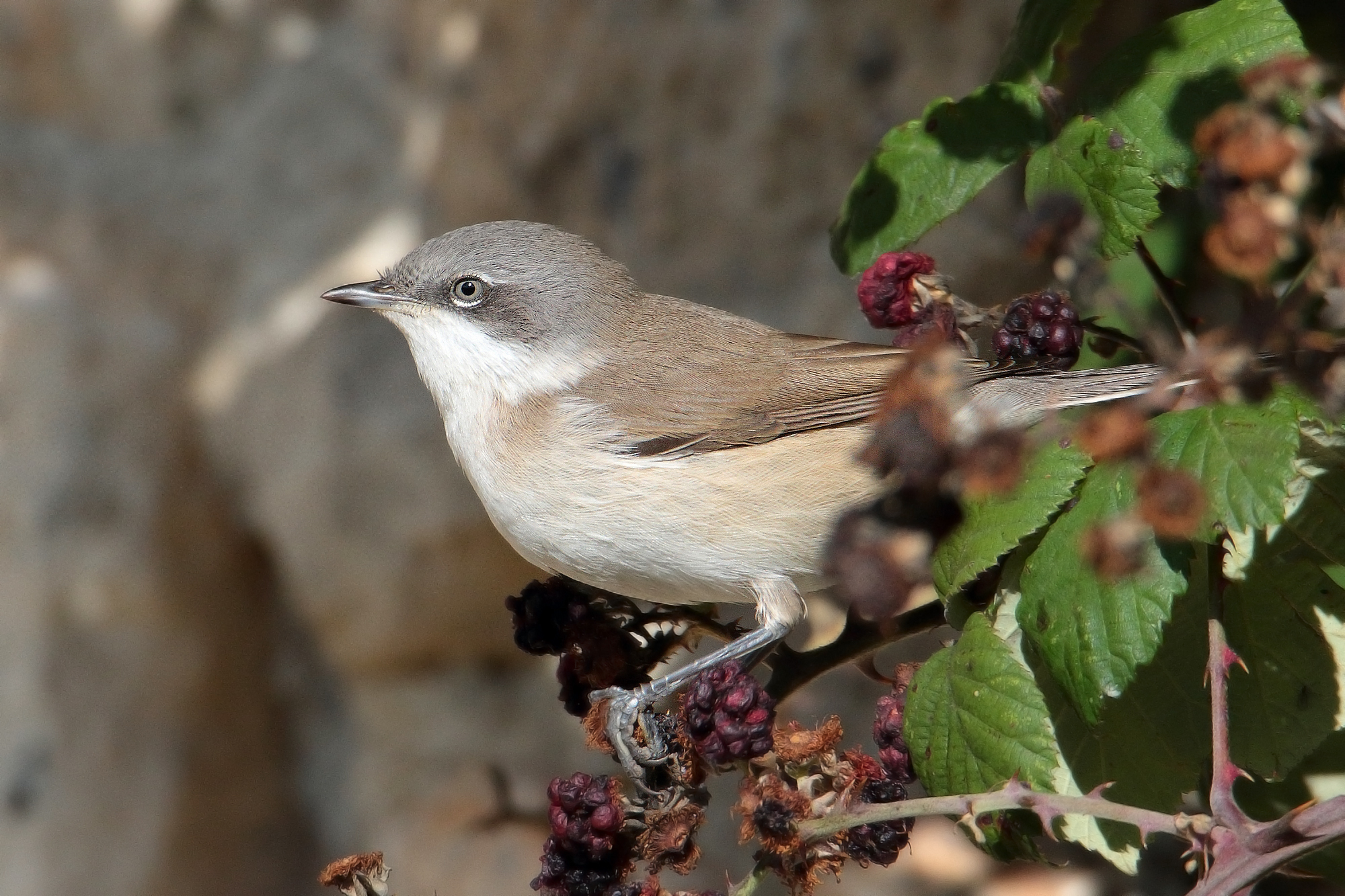 Lesser Whitethroat