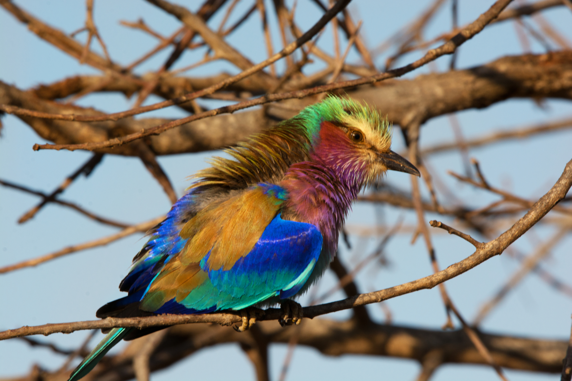 Ghiandaia marina pettolill