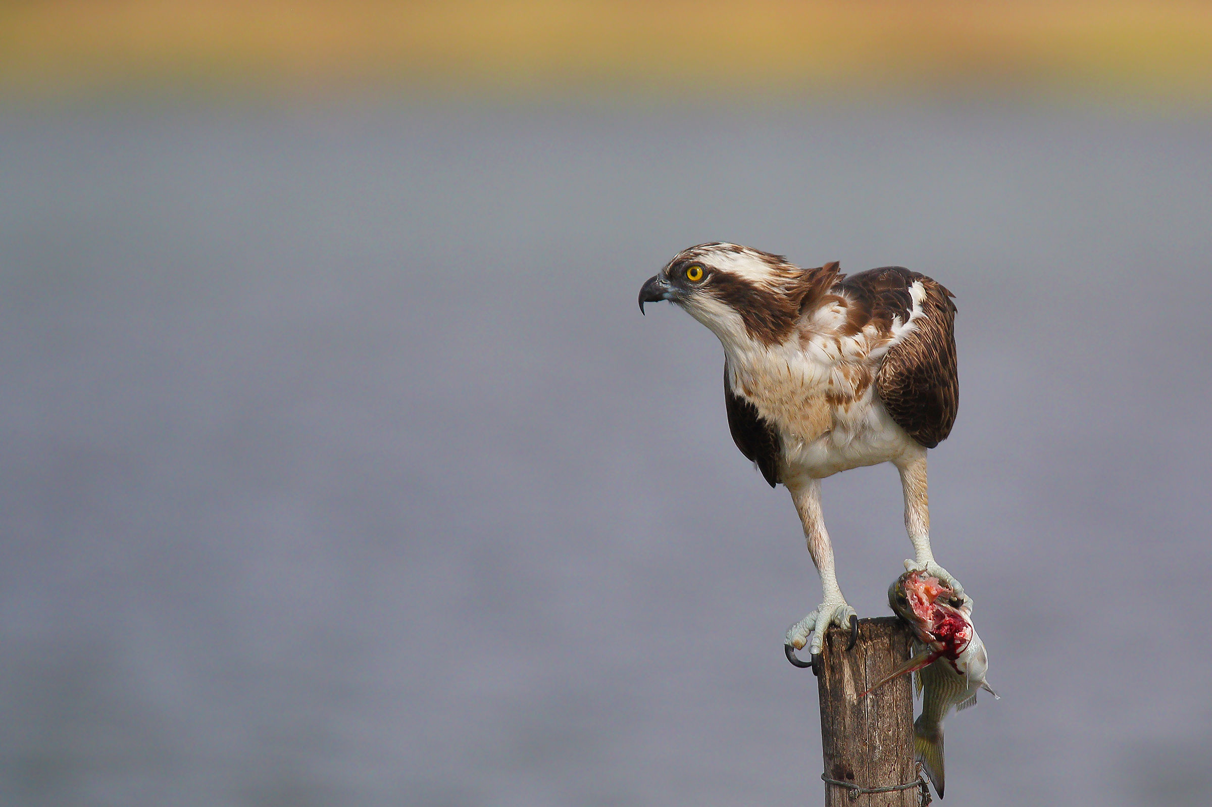 Woe to those who take it away from me