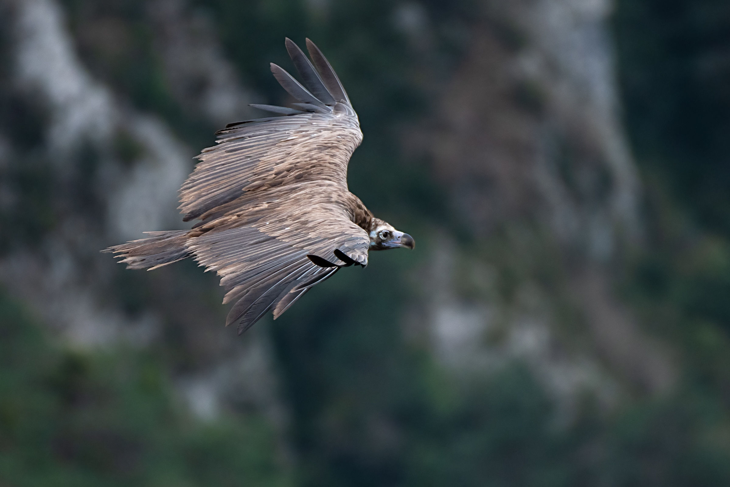 Avvoltoio Monaco in volo