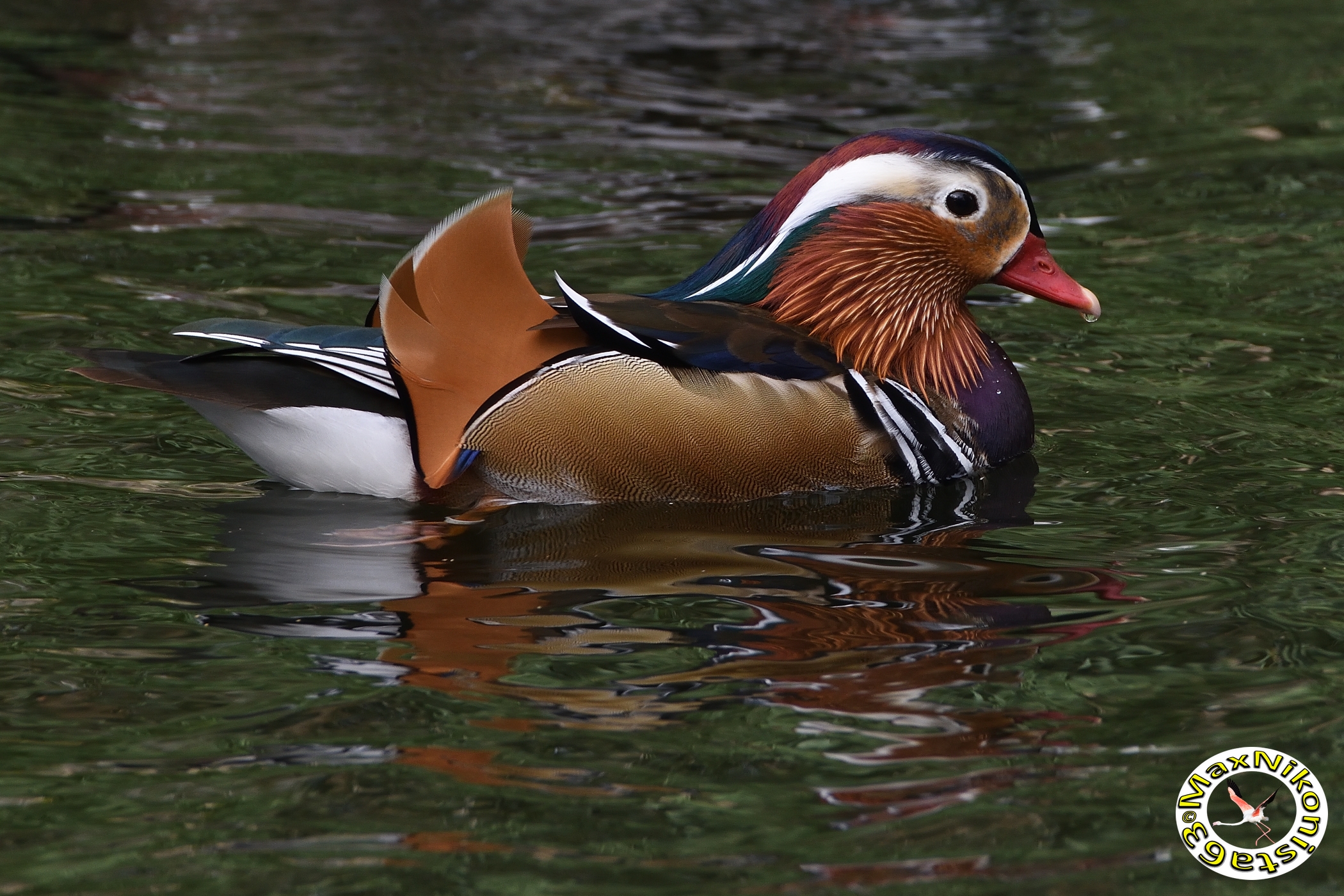 Mandarin duck