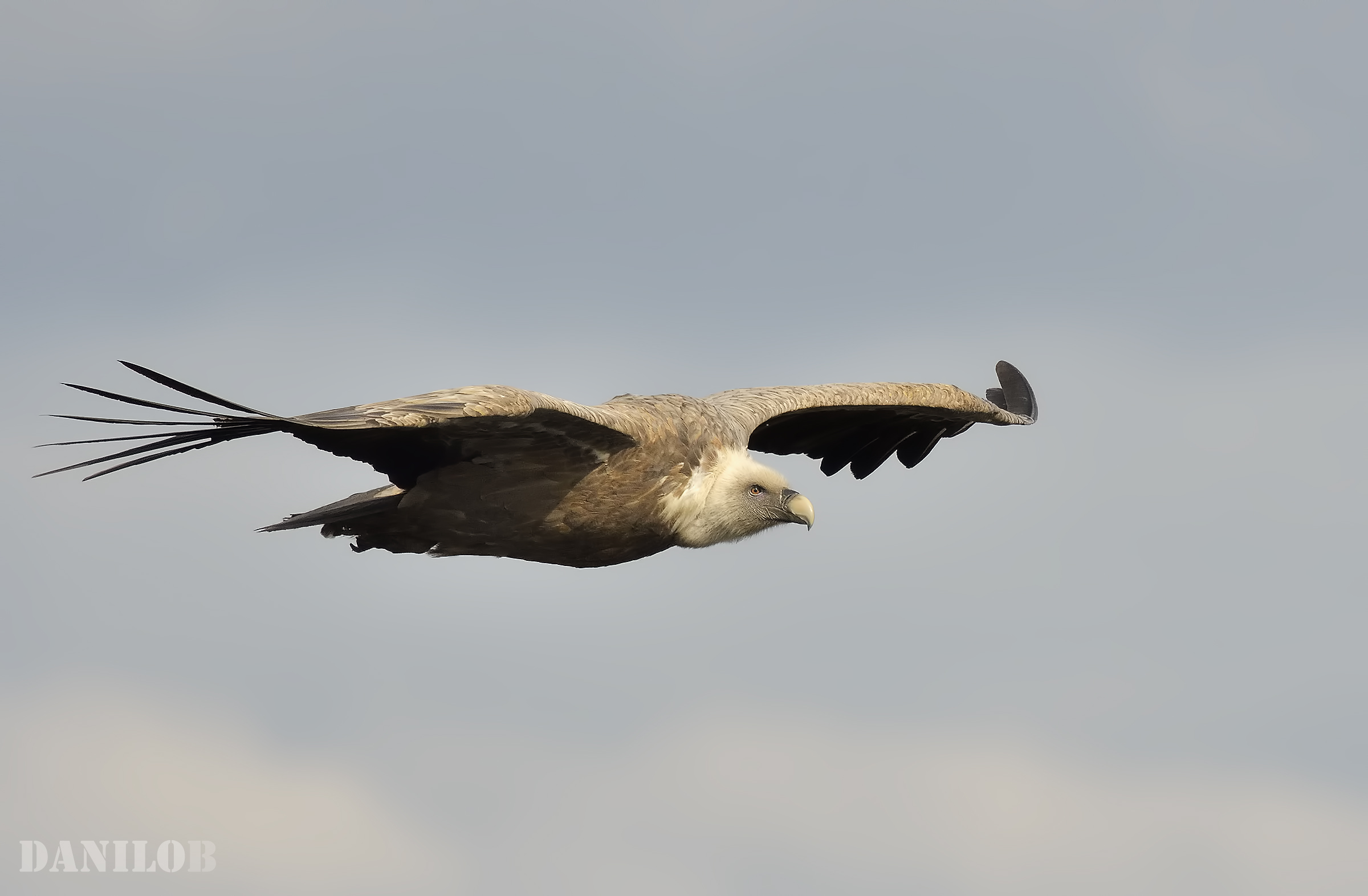 ...solo il fruscìo delle ali al vento...