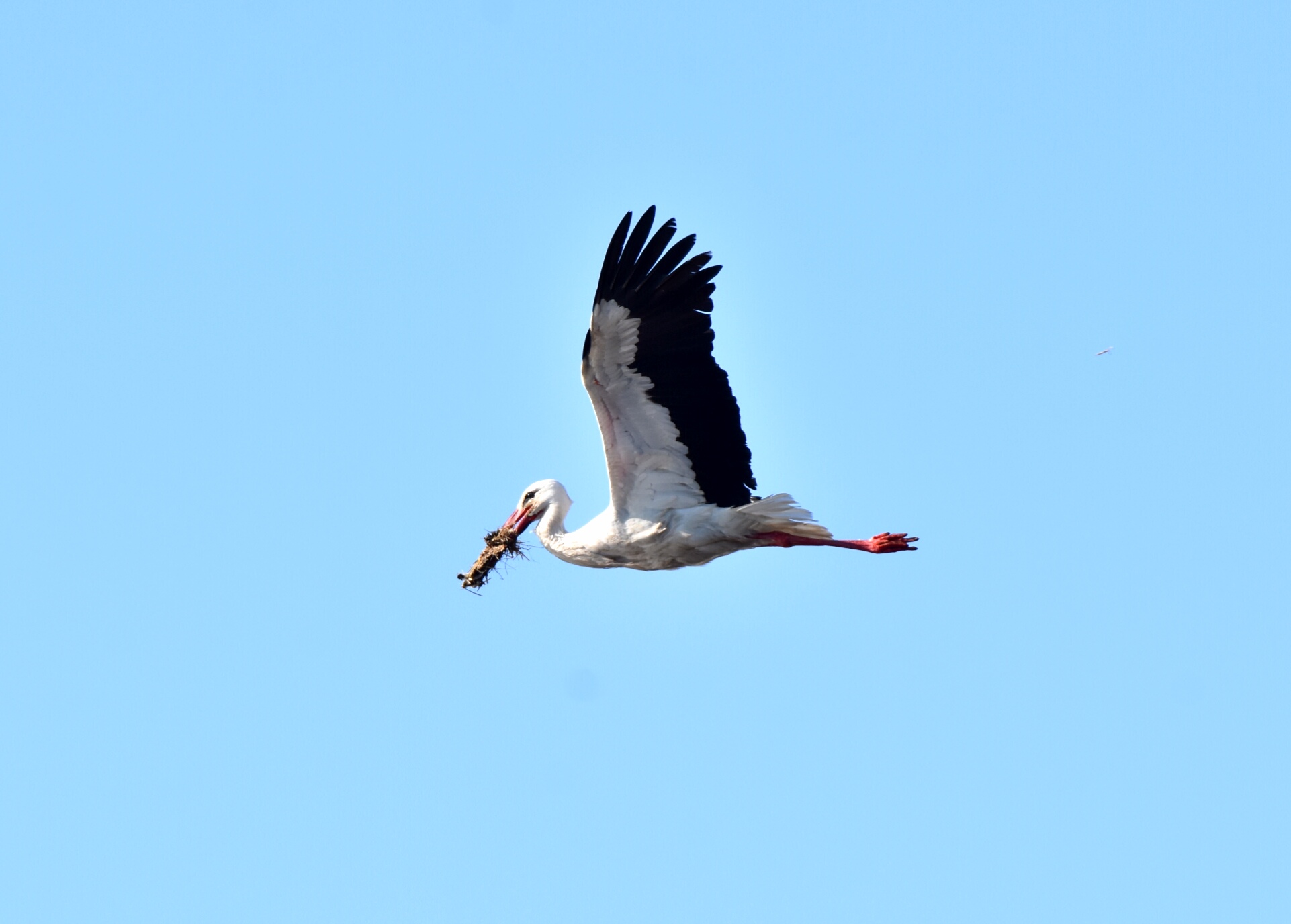 White Stork