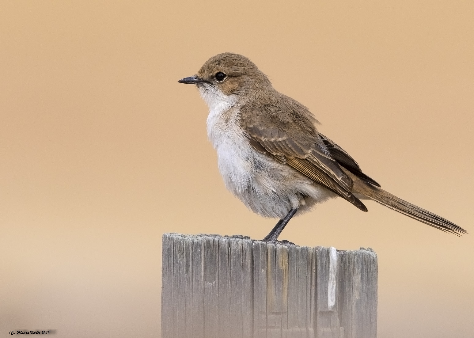 Marico Flycatcher (radornis Mariquensis) Kalahari