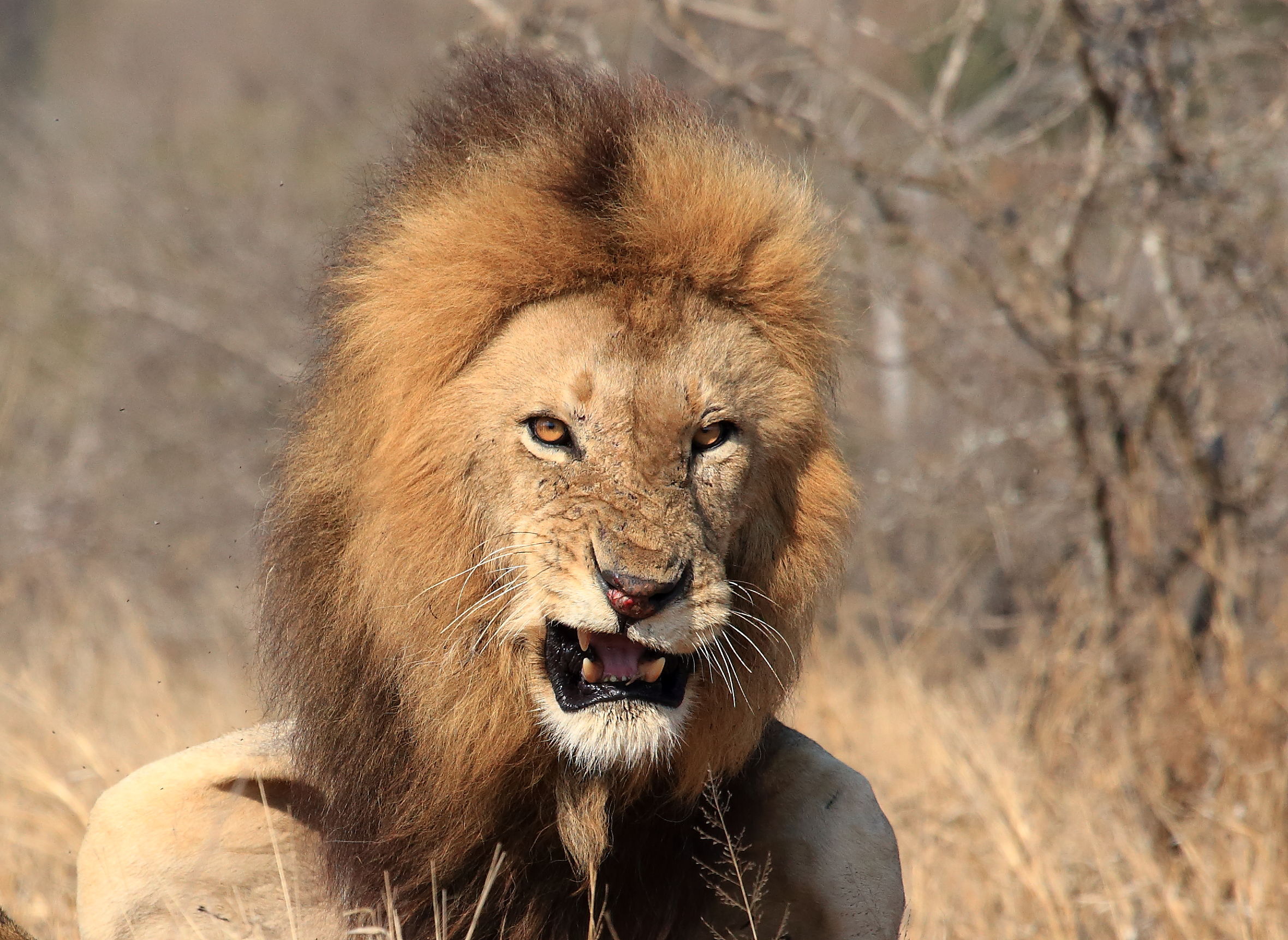 mi stai disturbando...