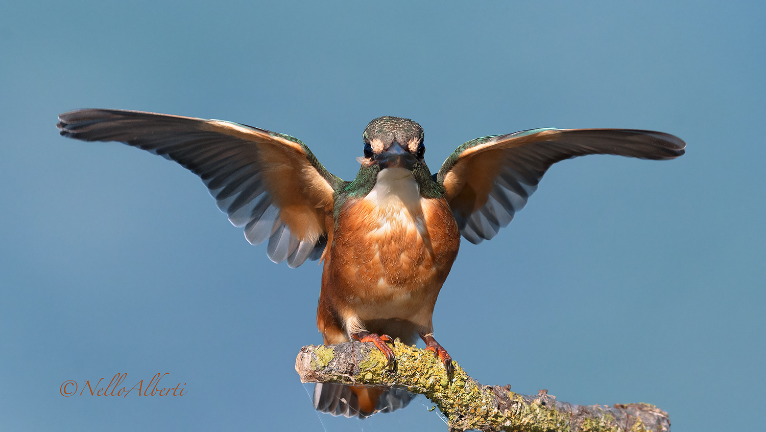 The arrival of the Kingfisher