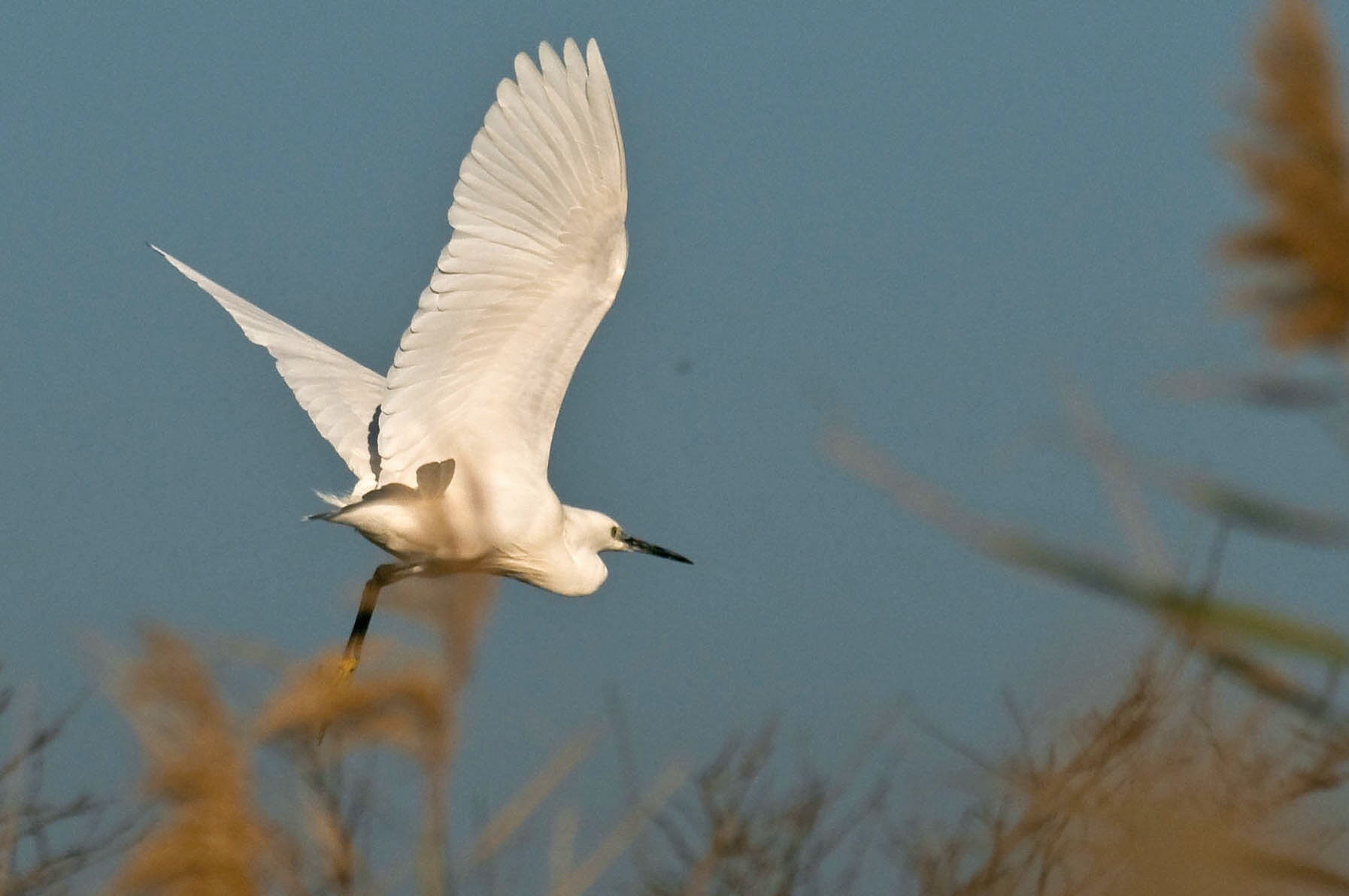 Egret in flight