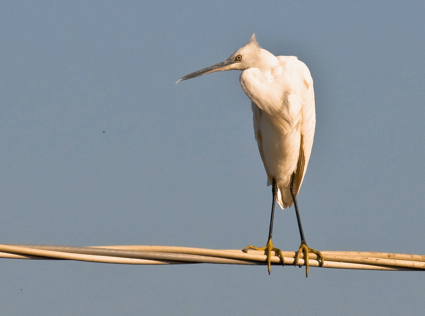 Egret on the wire