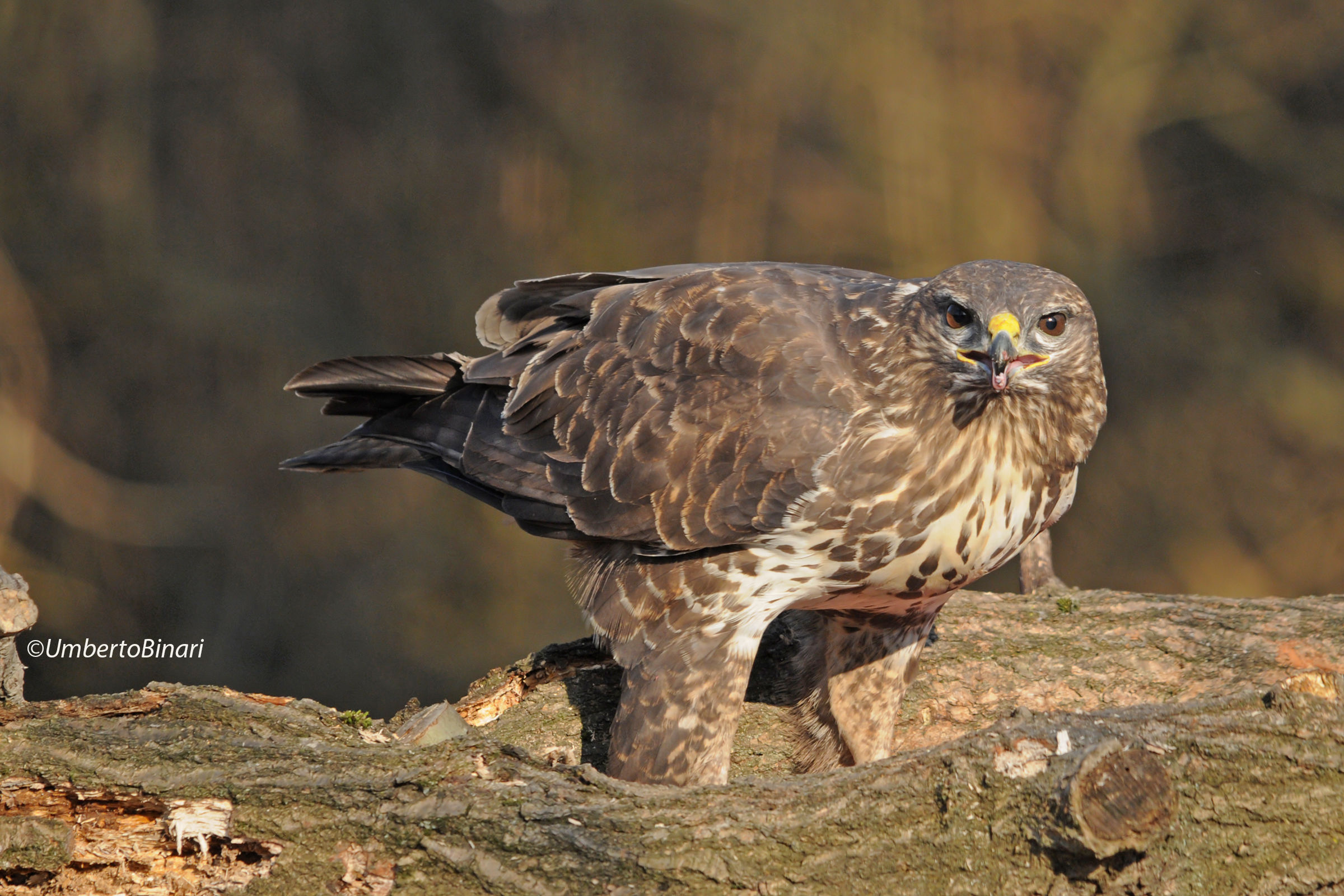 Poiana (Buteo buteo), Common Buzzard
