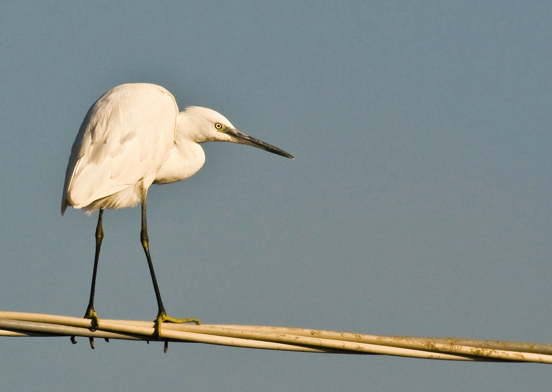Egret ready to take off