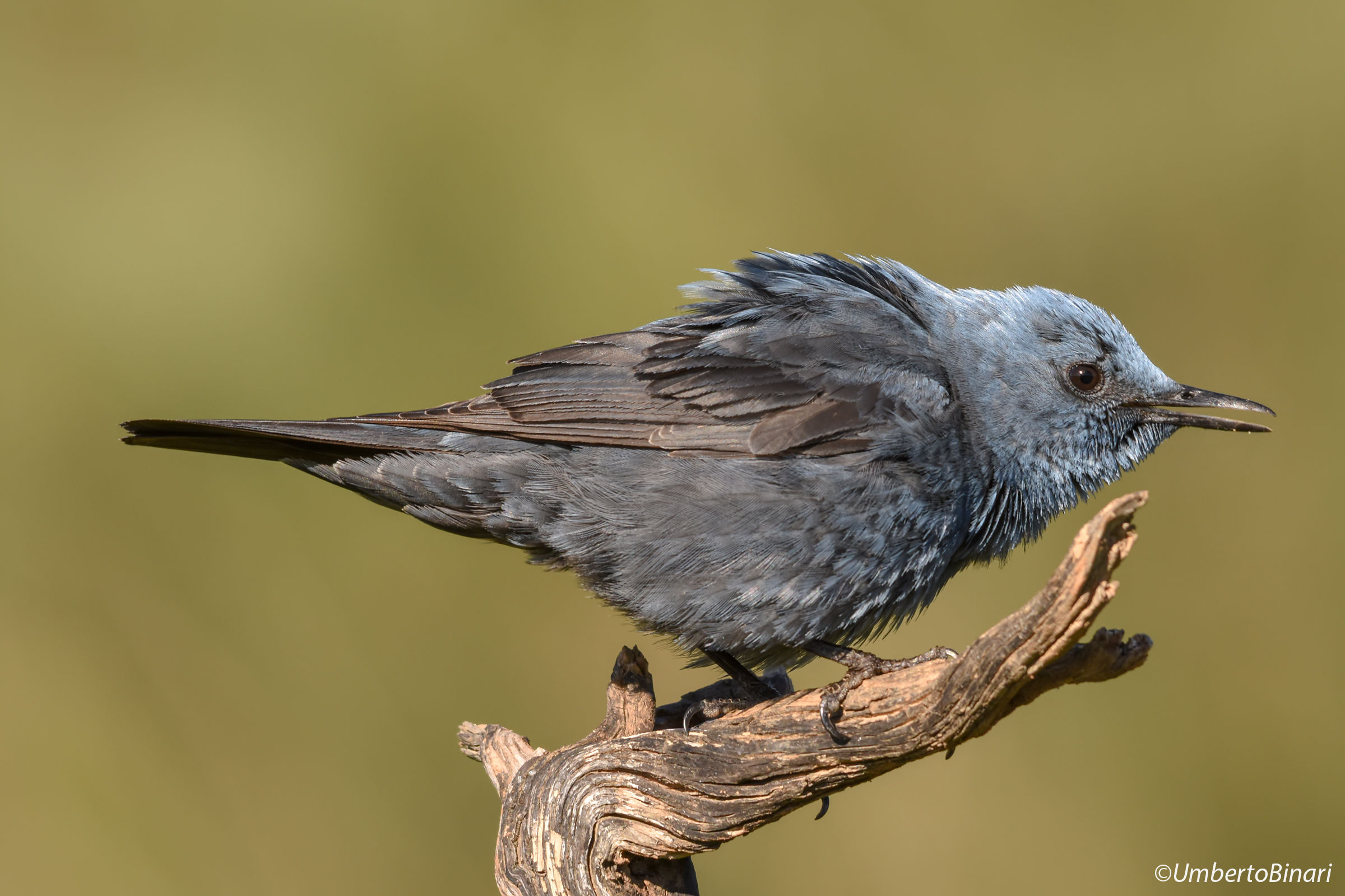 Blue Rock Thrush