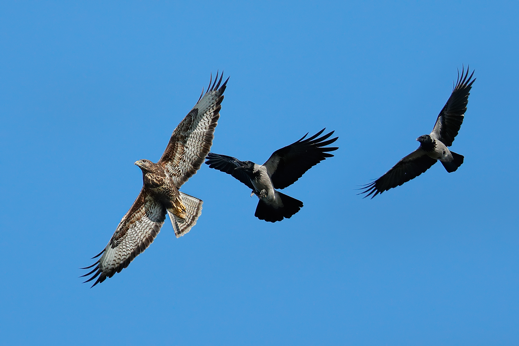 Poiana - L'aggressività delle cornacchie