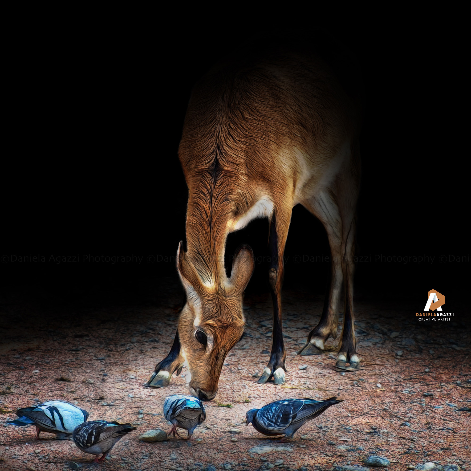 Antelope Cerrvicapra