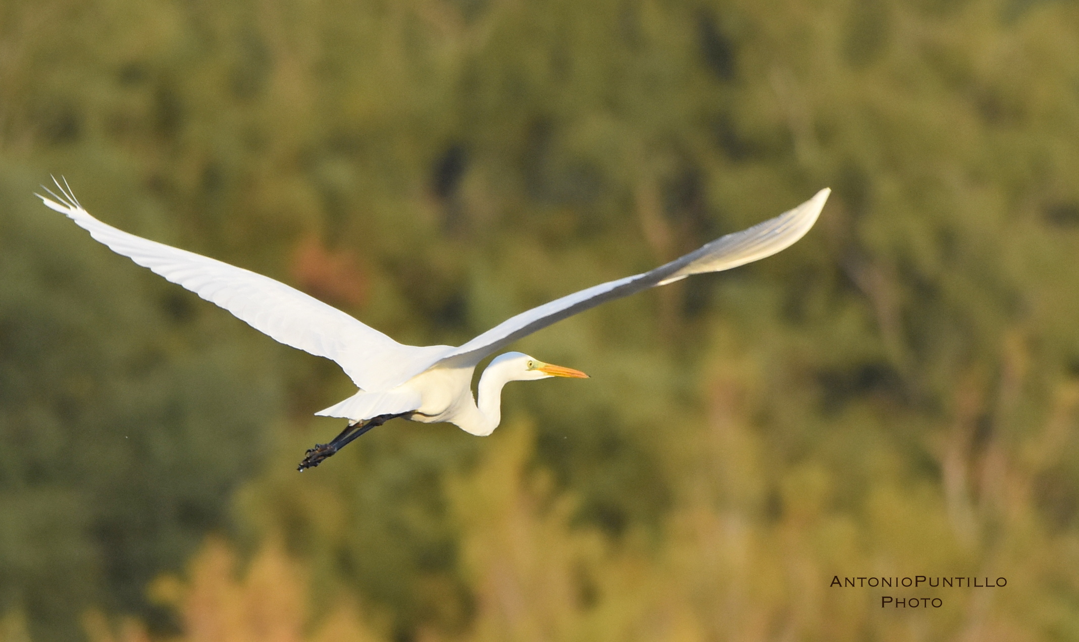 Greater White Heron