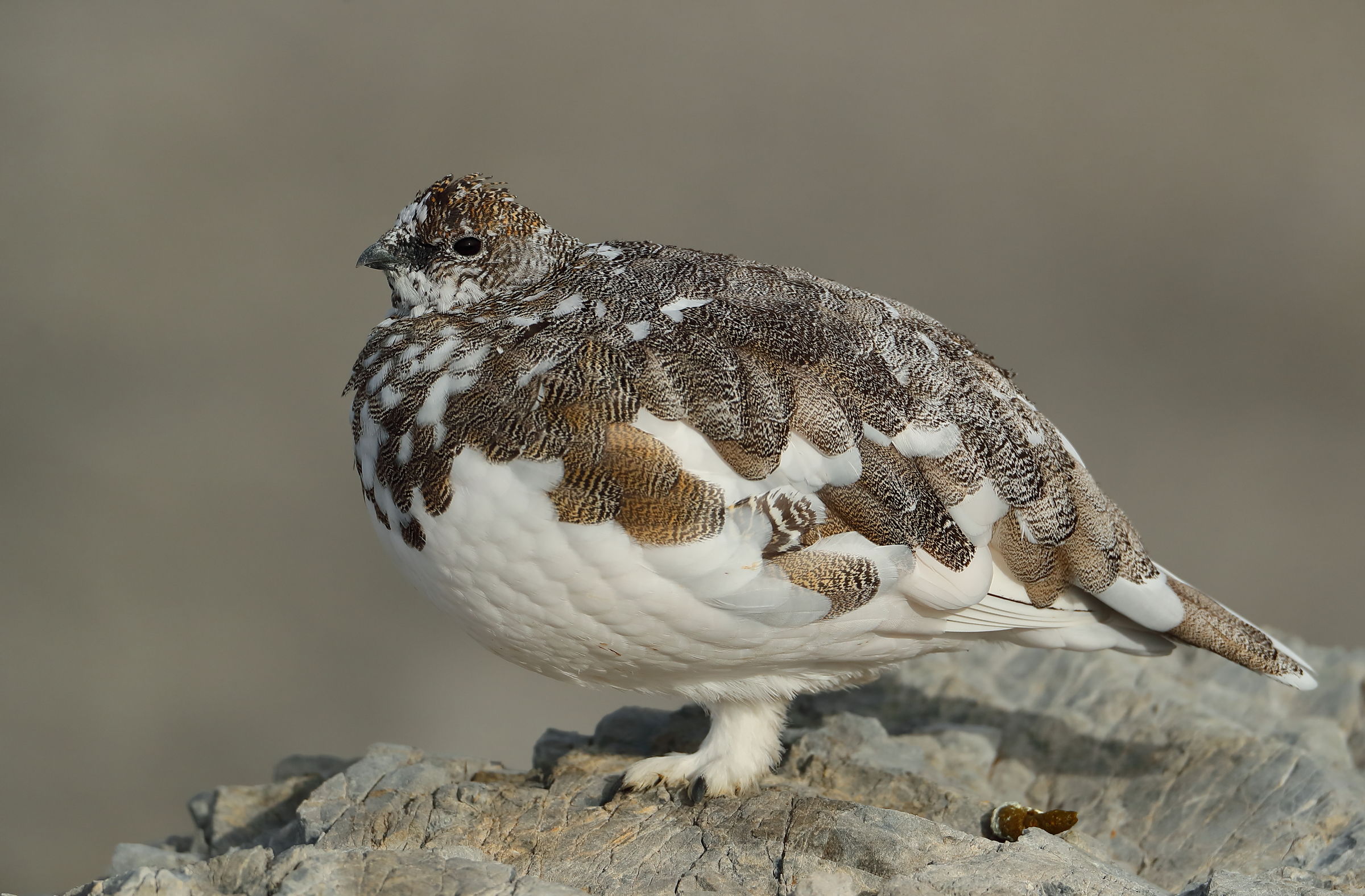 Ops ho appena fatto la cacca