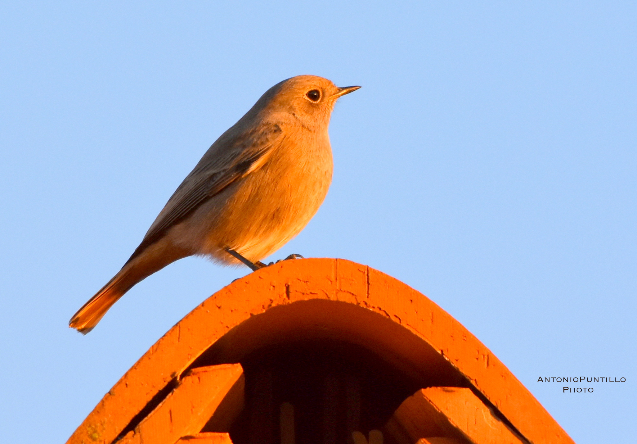Black Redneck at sunset