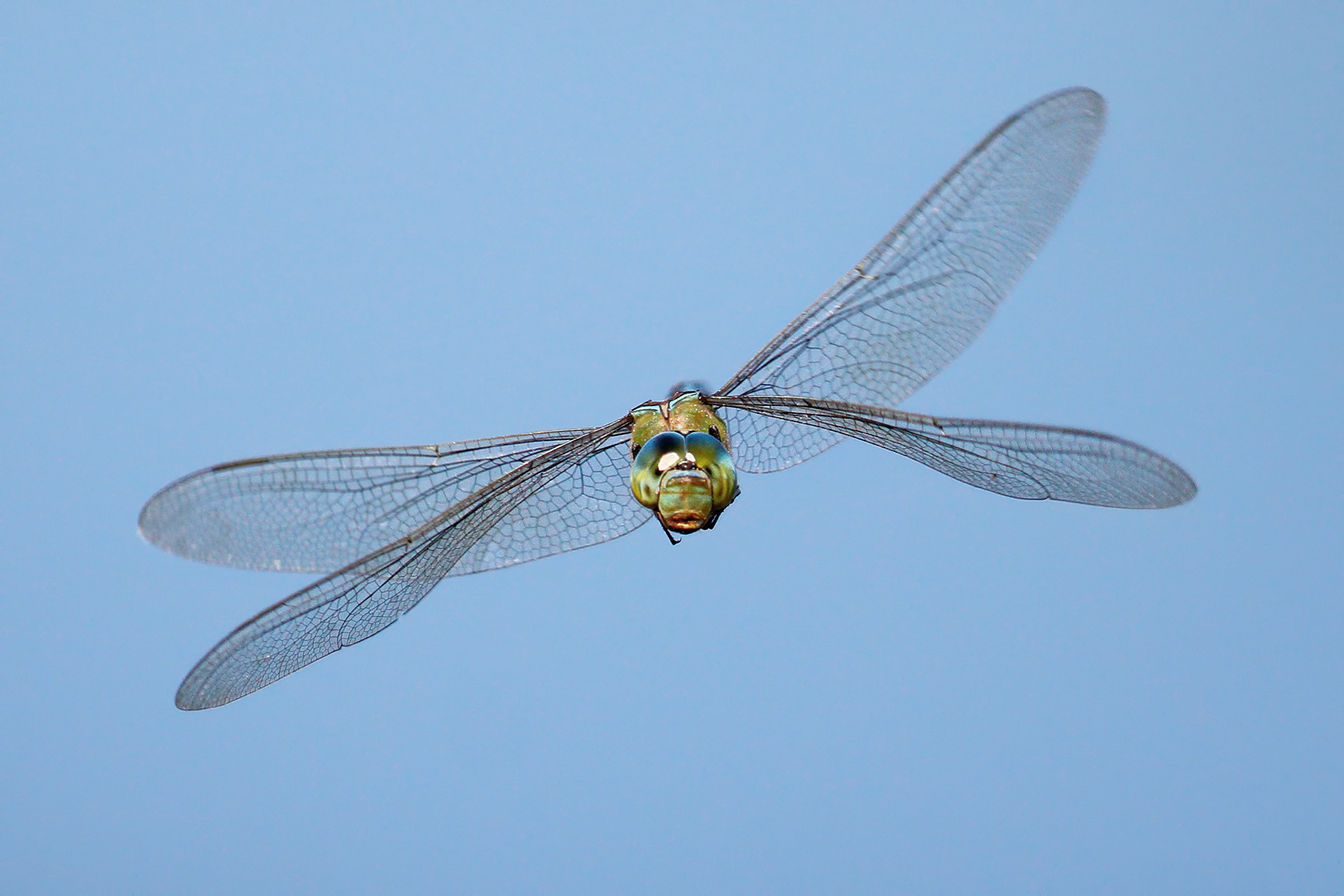 Flying Dragonfly 2-Anax imperator