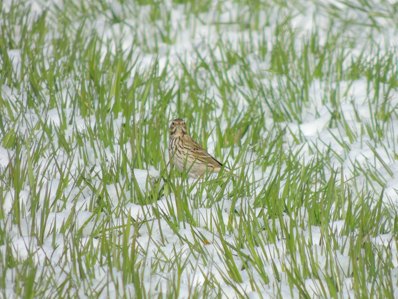 Pishuttle on Meadow after late snowfalls