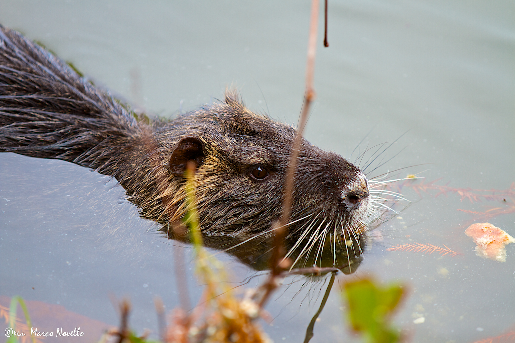 Nutria