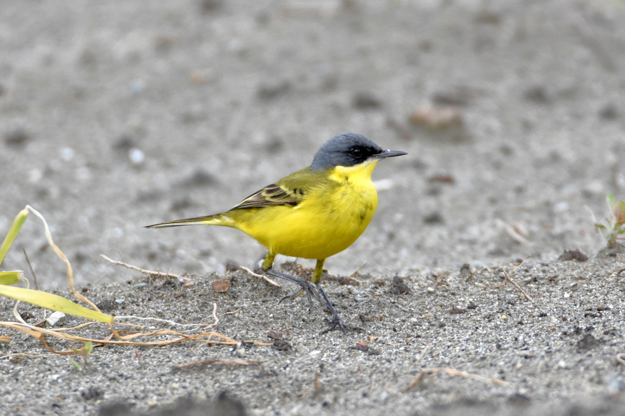 Yellow Wagtail