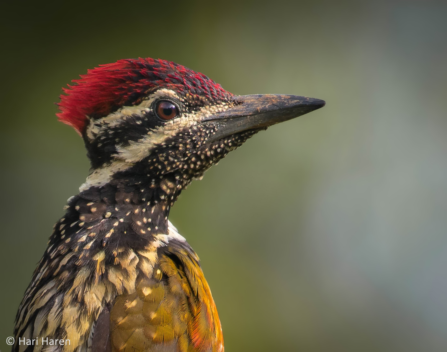 Flame-backed woodpecker