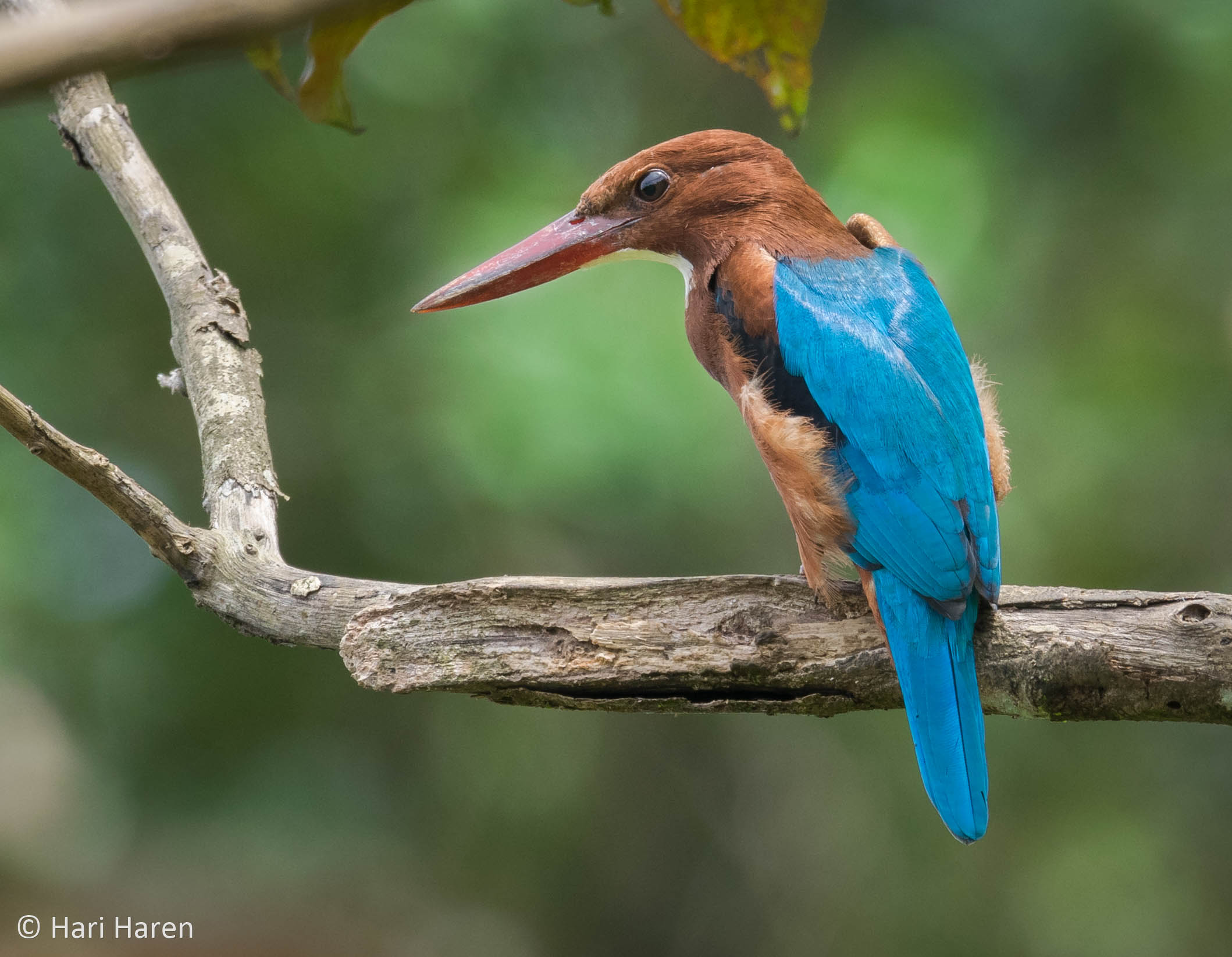 White throated kingfisher