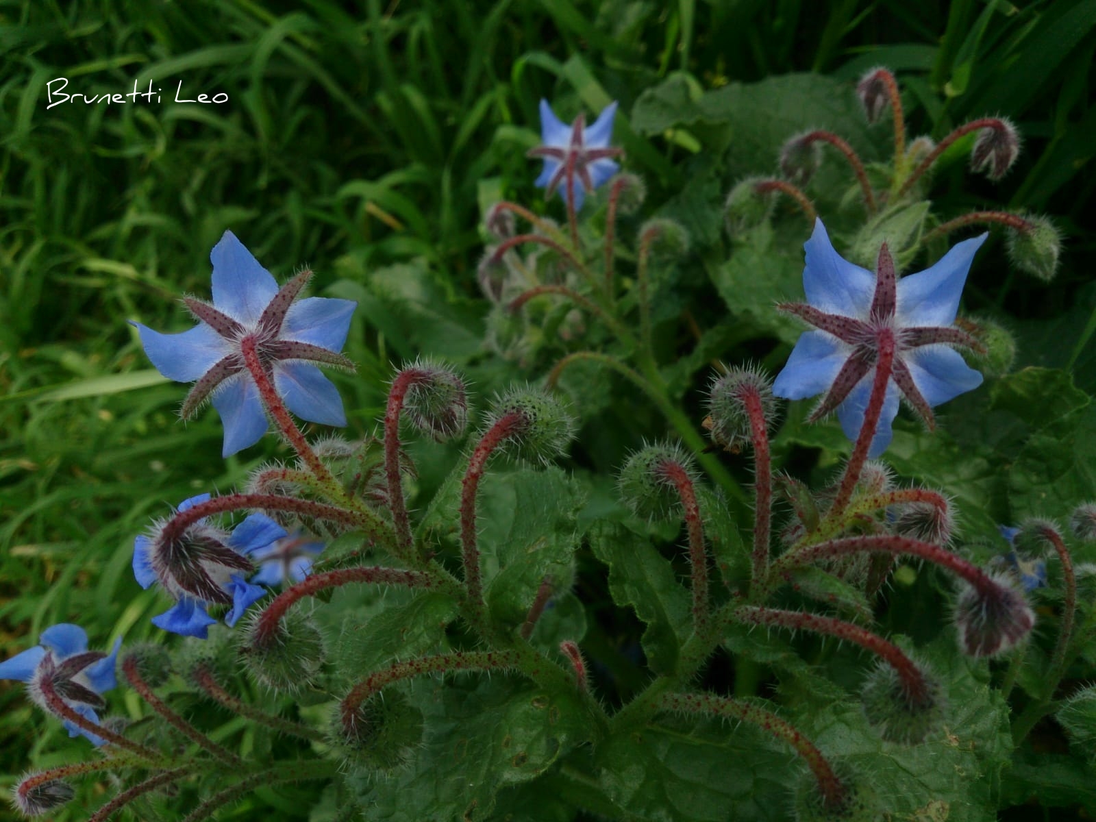 Fiori di borragine
