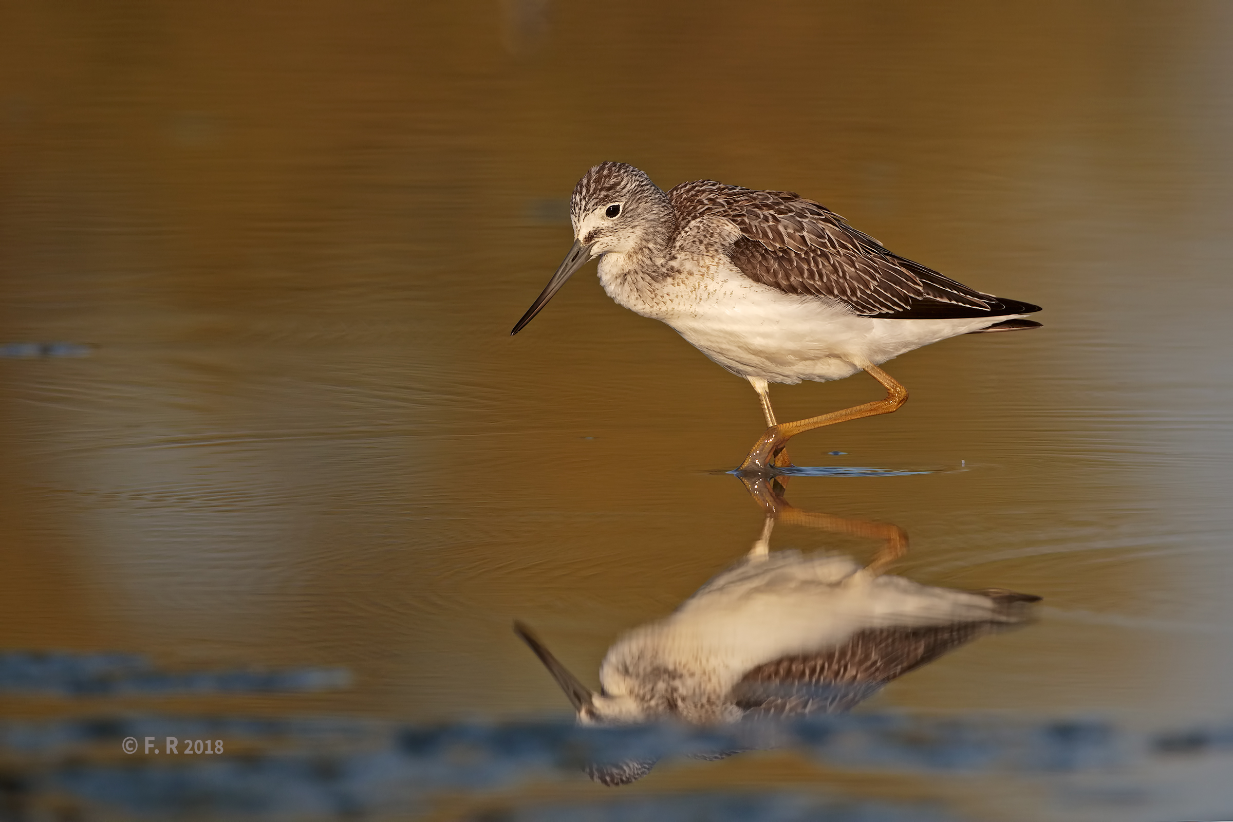 Greenshank