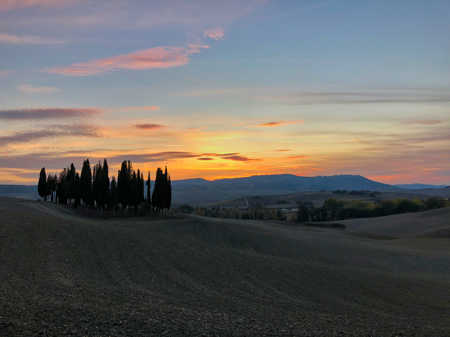 Cypress Trees in Tuscany