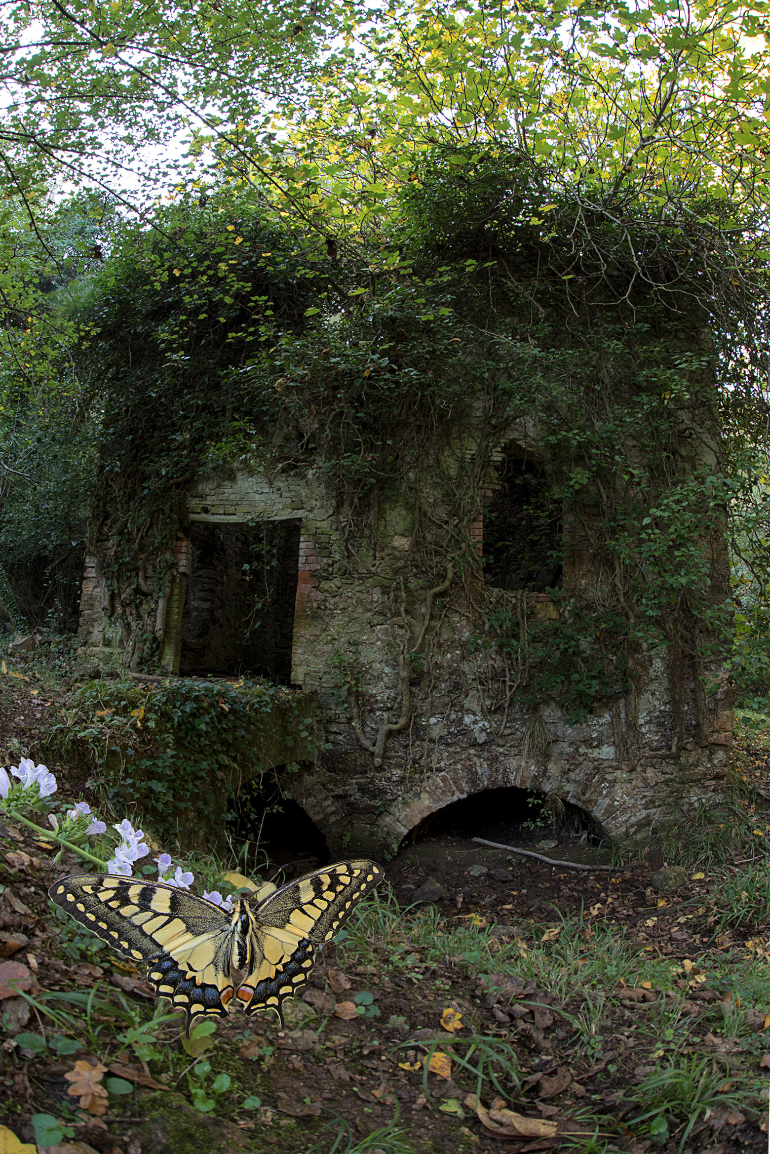 Il macaone e il mulino