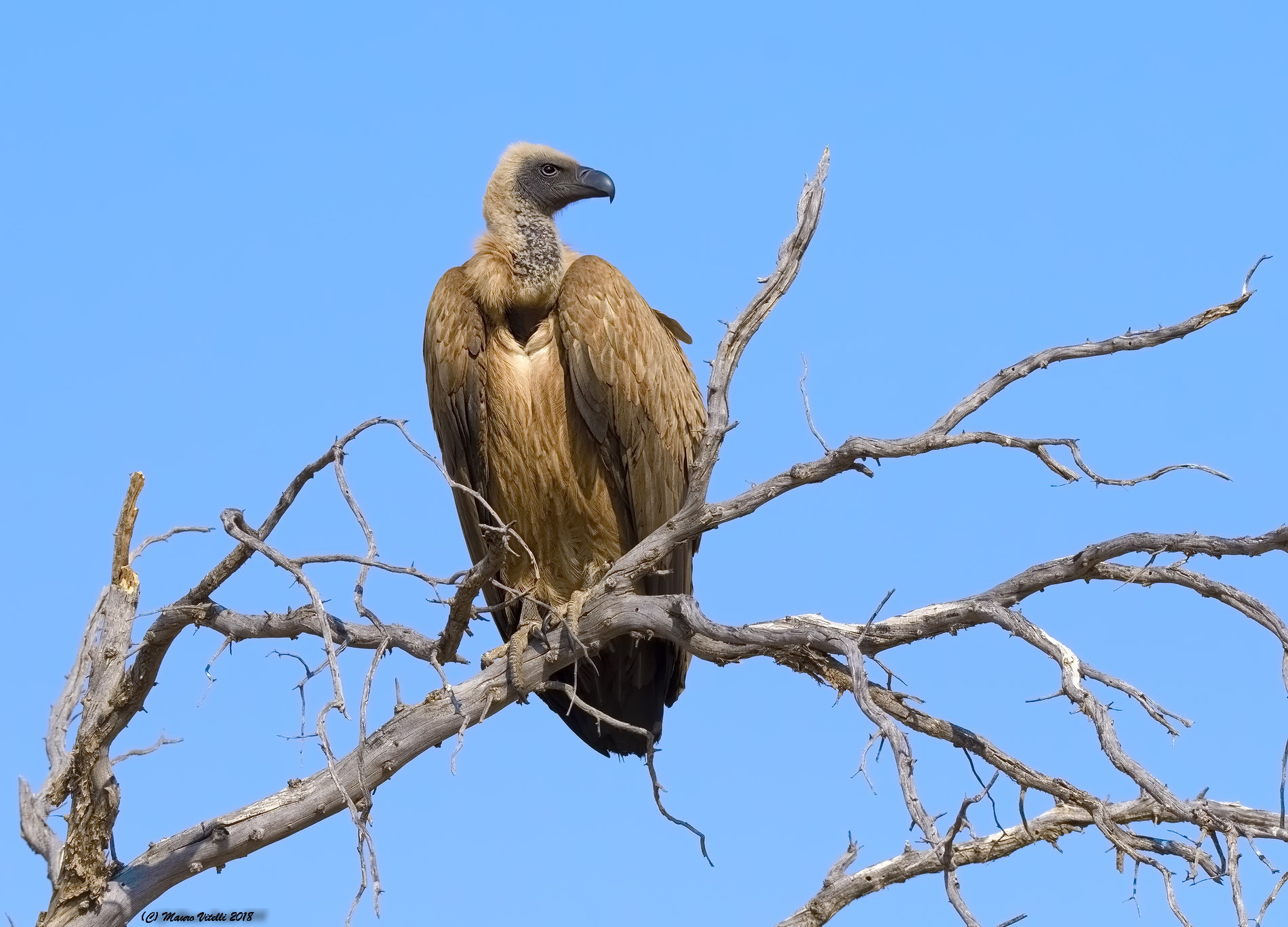 White-Backed Vulture (Gyps africanus) Central Kalahari