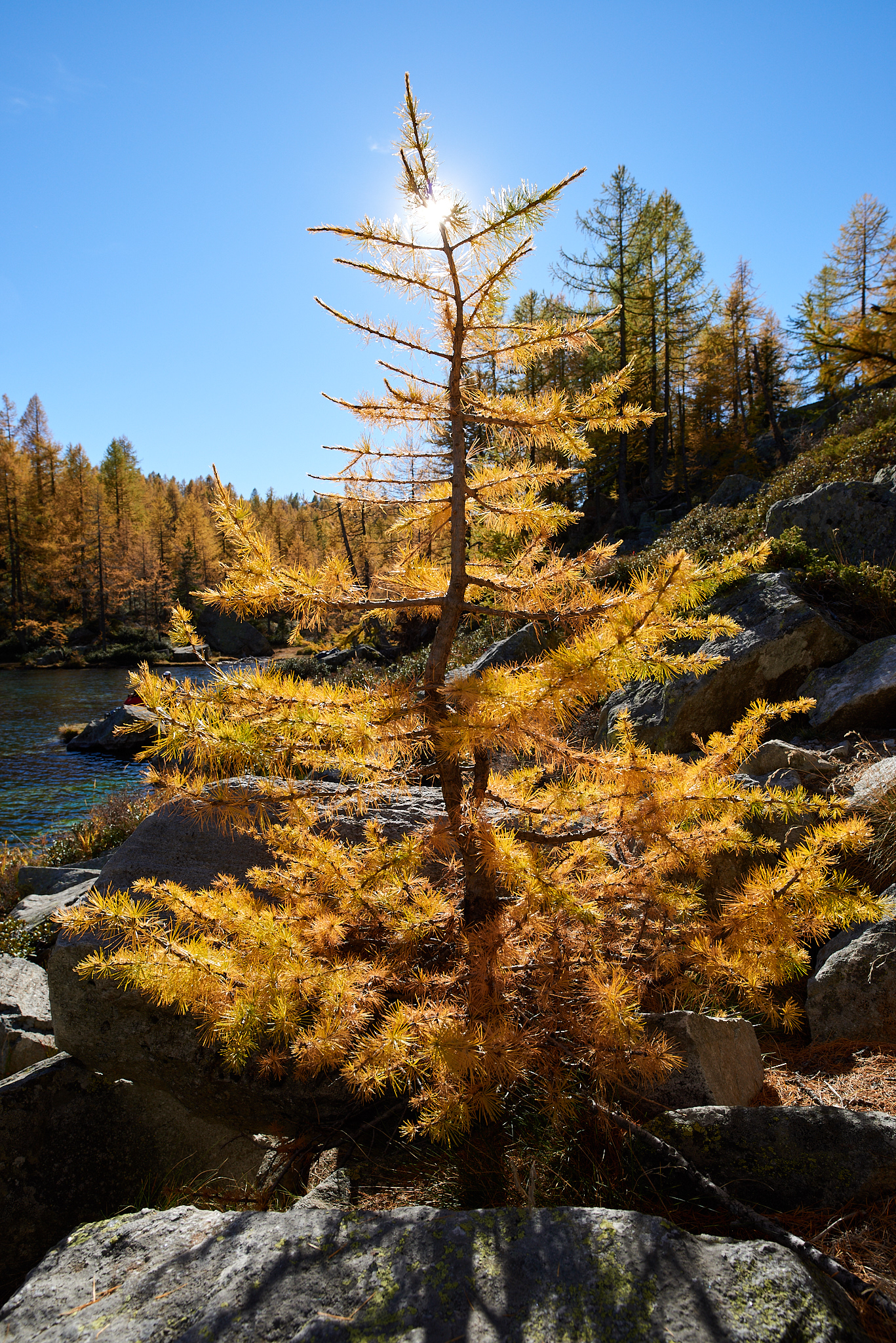 Larice in controluce
