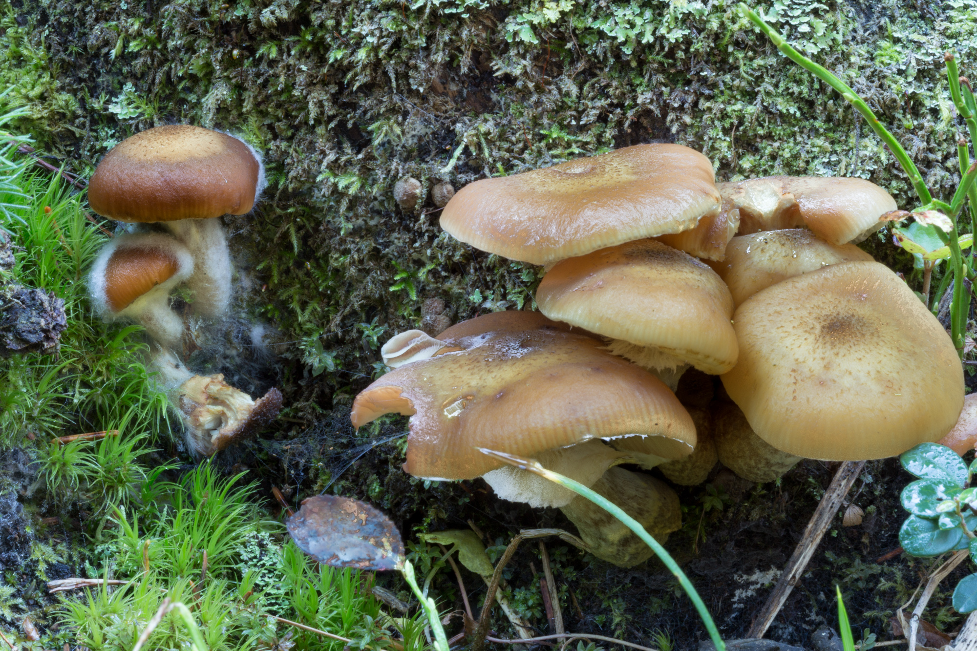 Brushwood Moulds and mushrooms