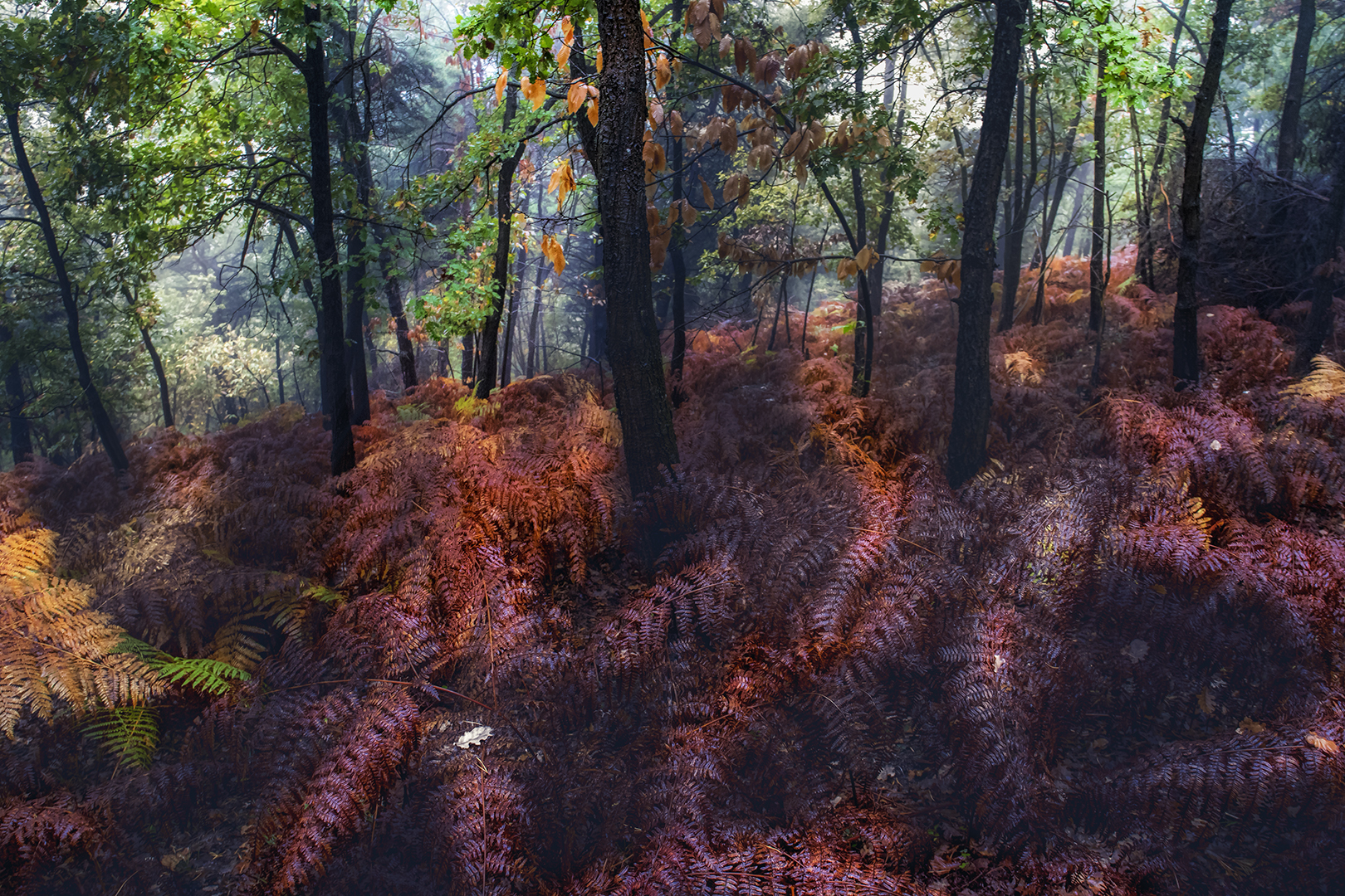 luci e ombre d'autunno