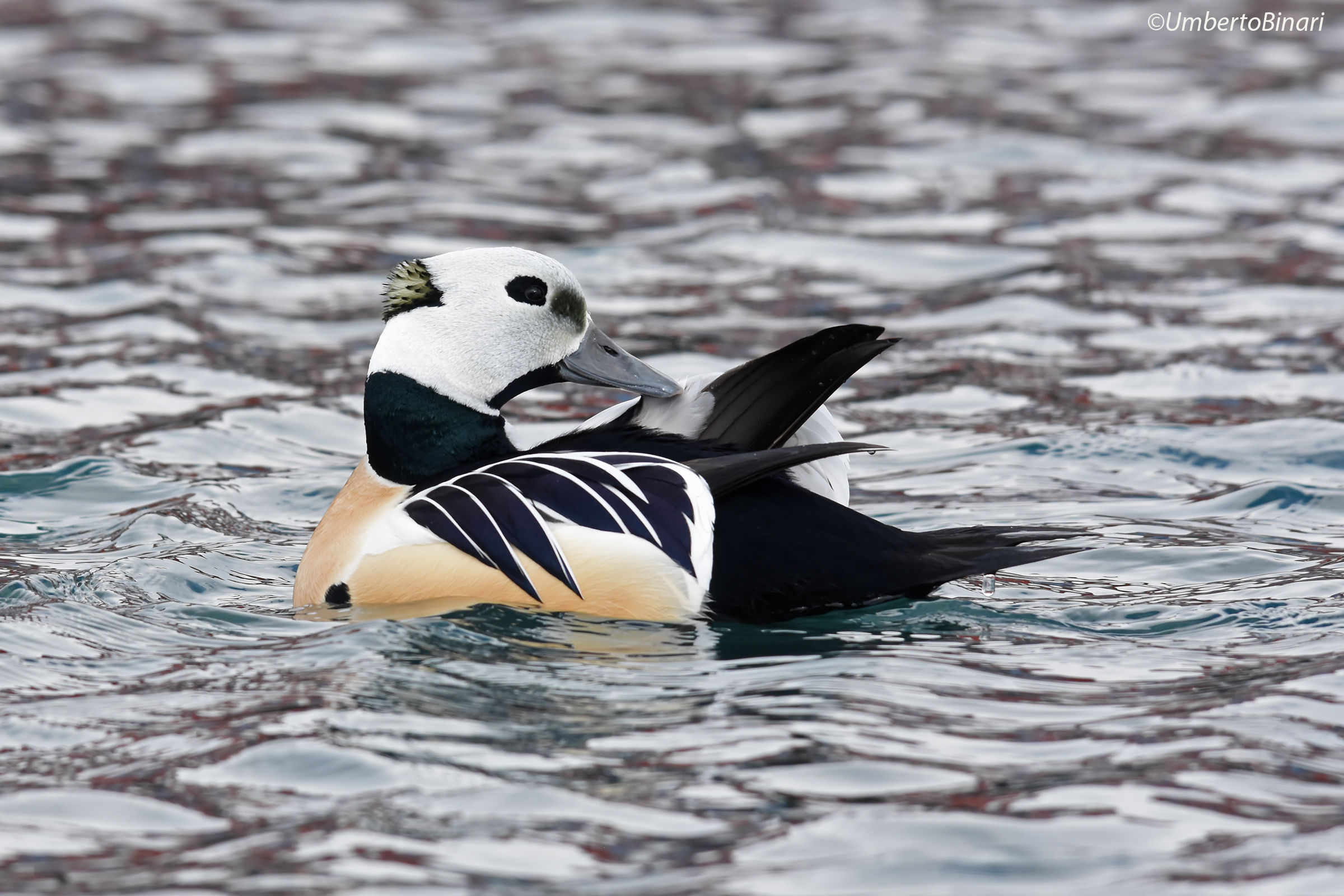 Edredone di Steller (Polysticta stelleri)