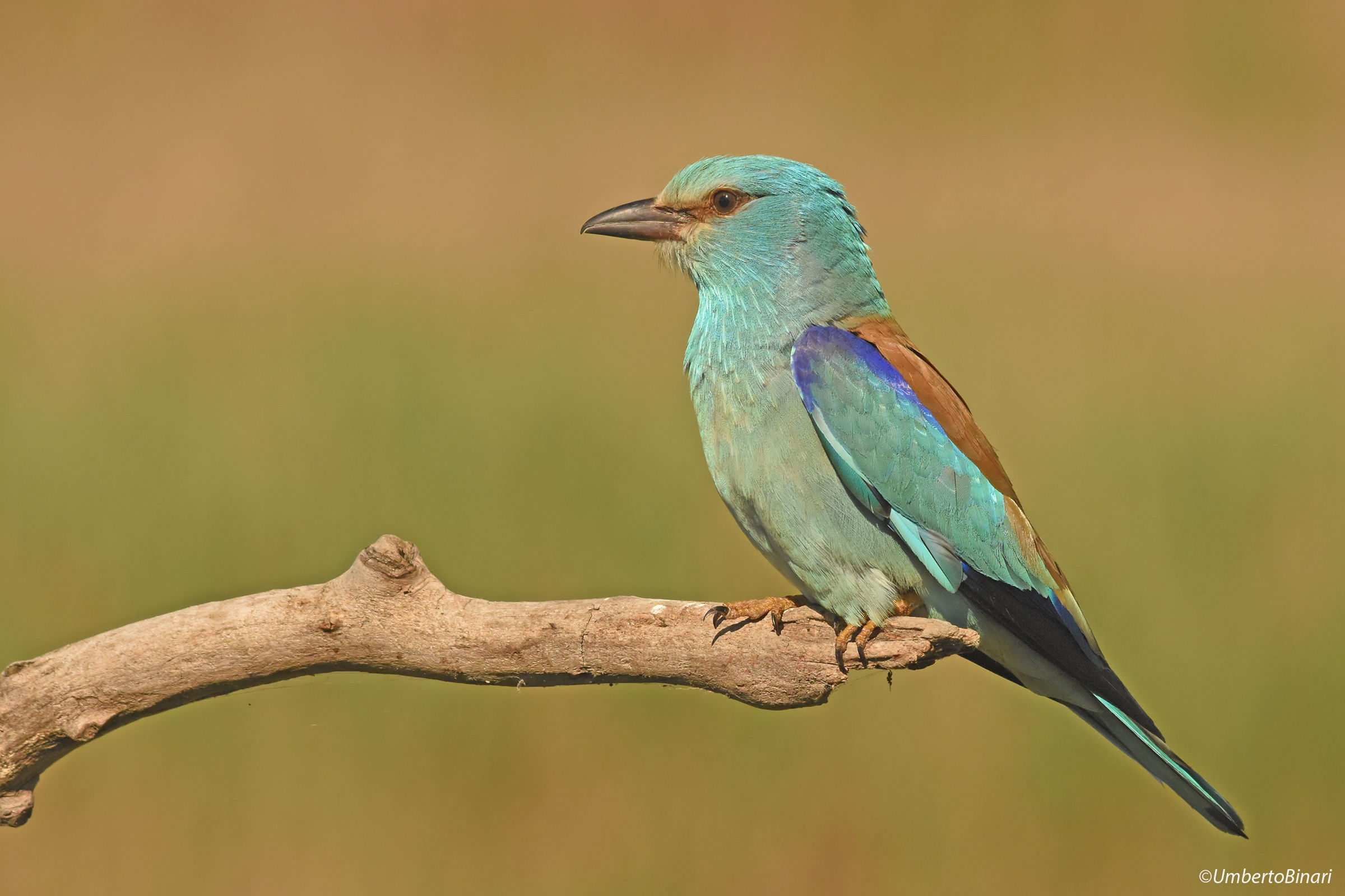 Marine Jay (Coracias garrulus) European Roller