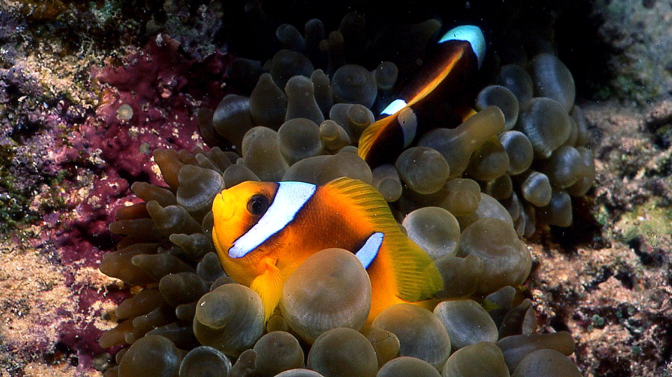 Pesce Pagliaccio si ripara tra gli Anemoni urticanti