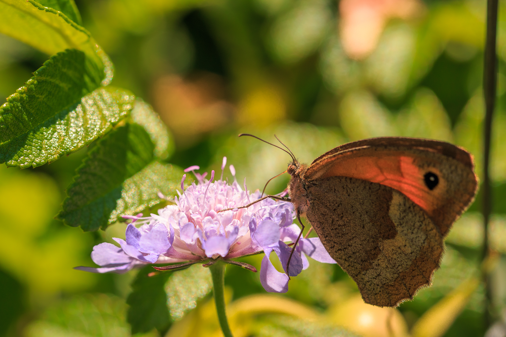 Common Butterfly on Scabiosa flower