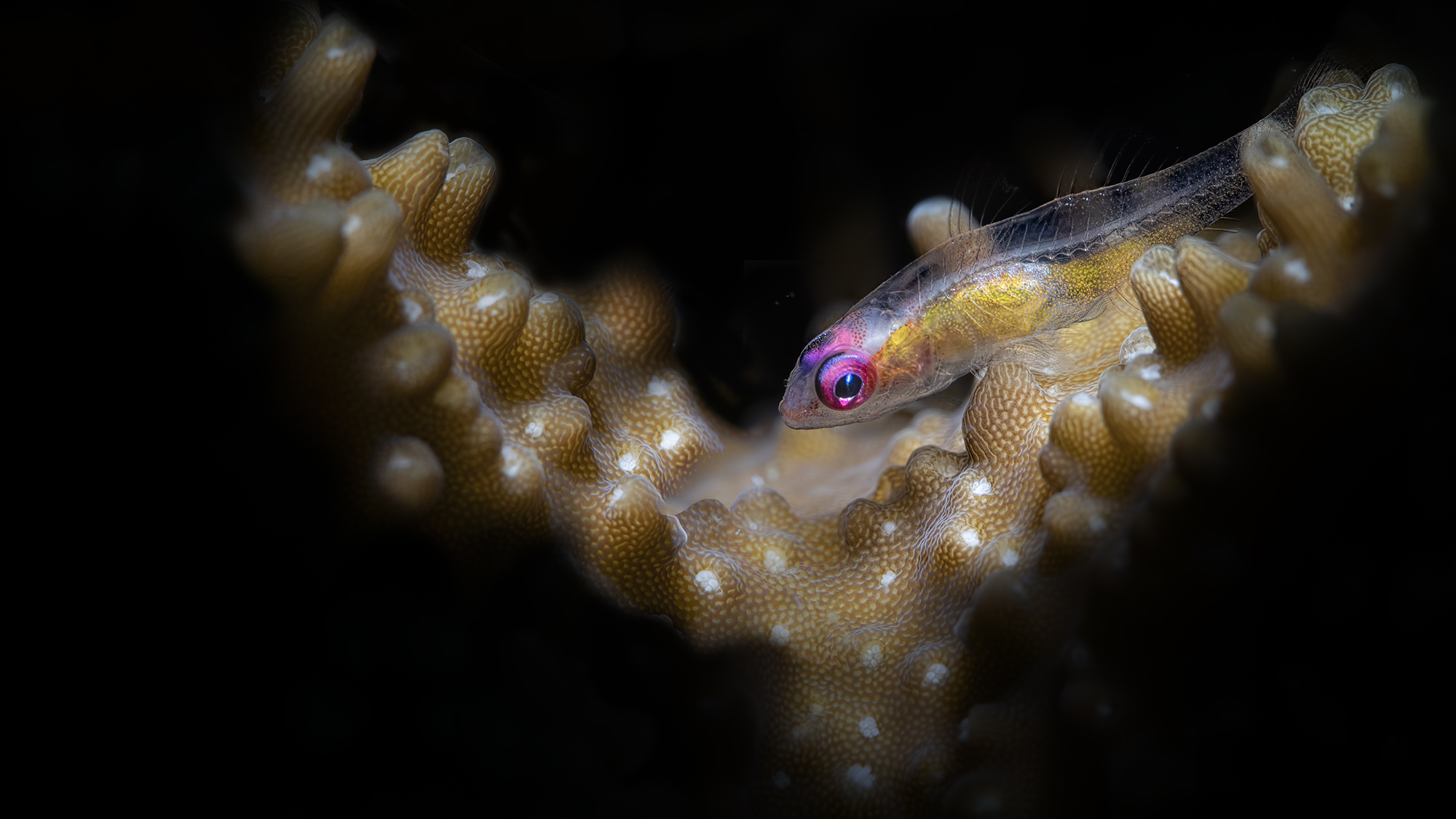 pink eye's goby  Anilao , Philippines  october 2018