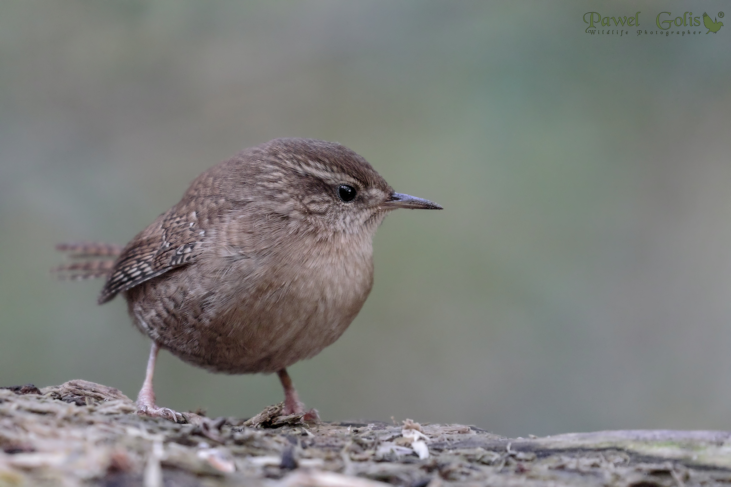 Wren