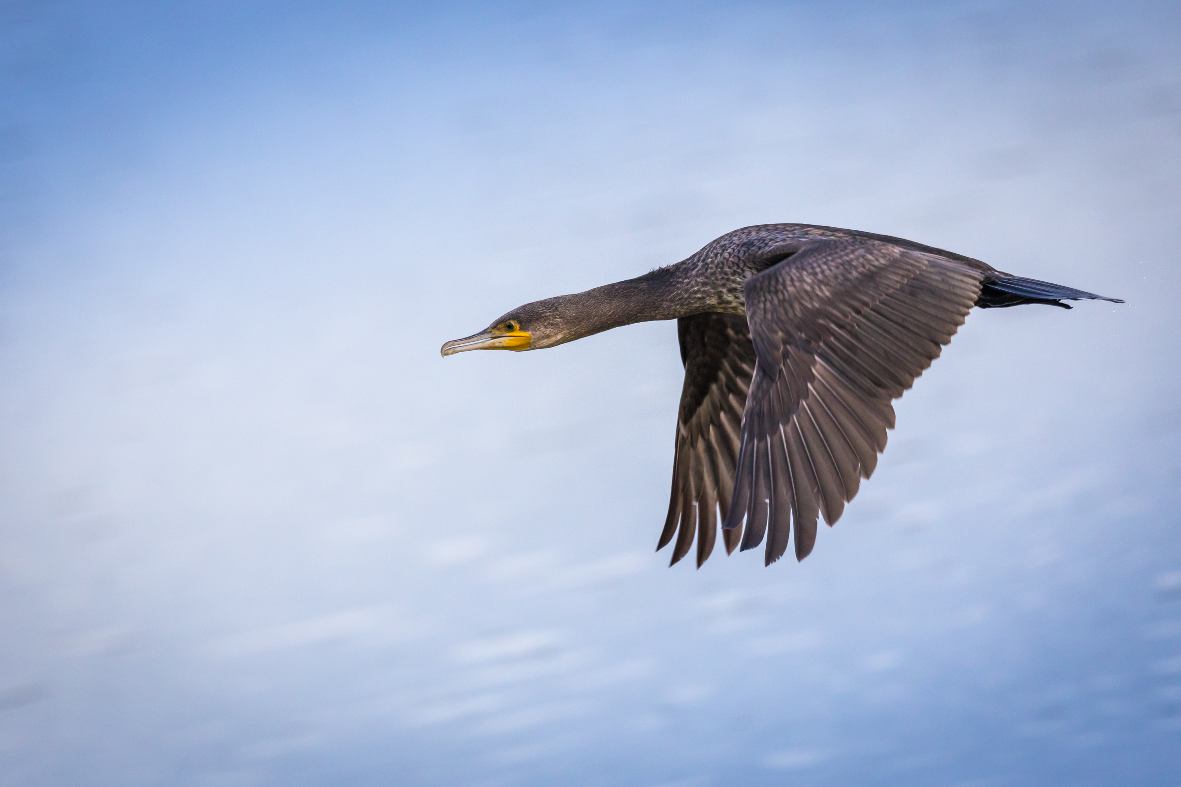 Cormorant