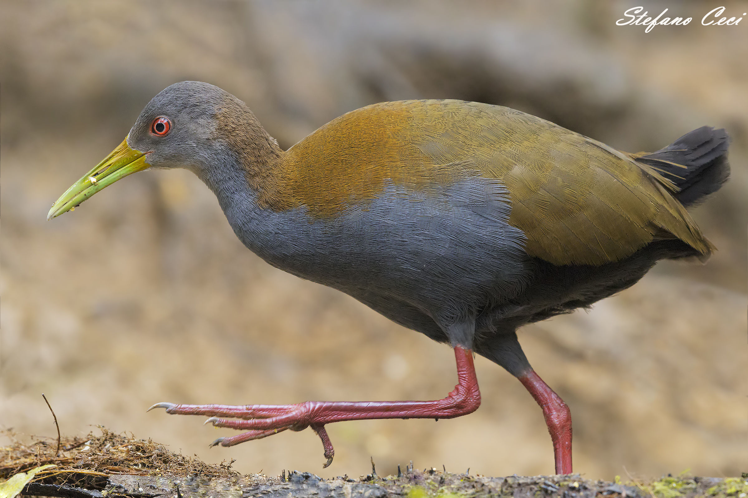 Boschereccio Pettoardesia Rail