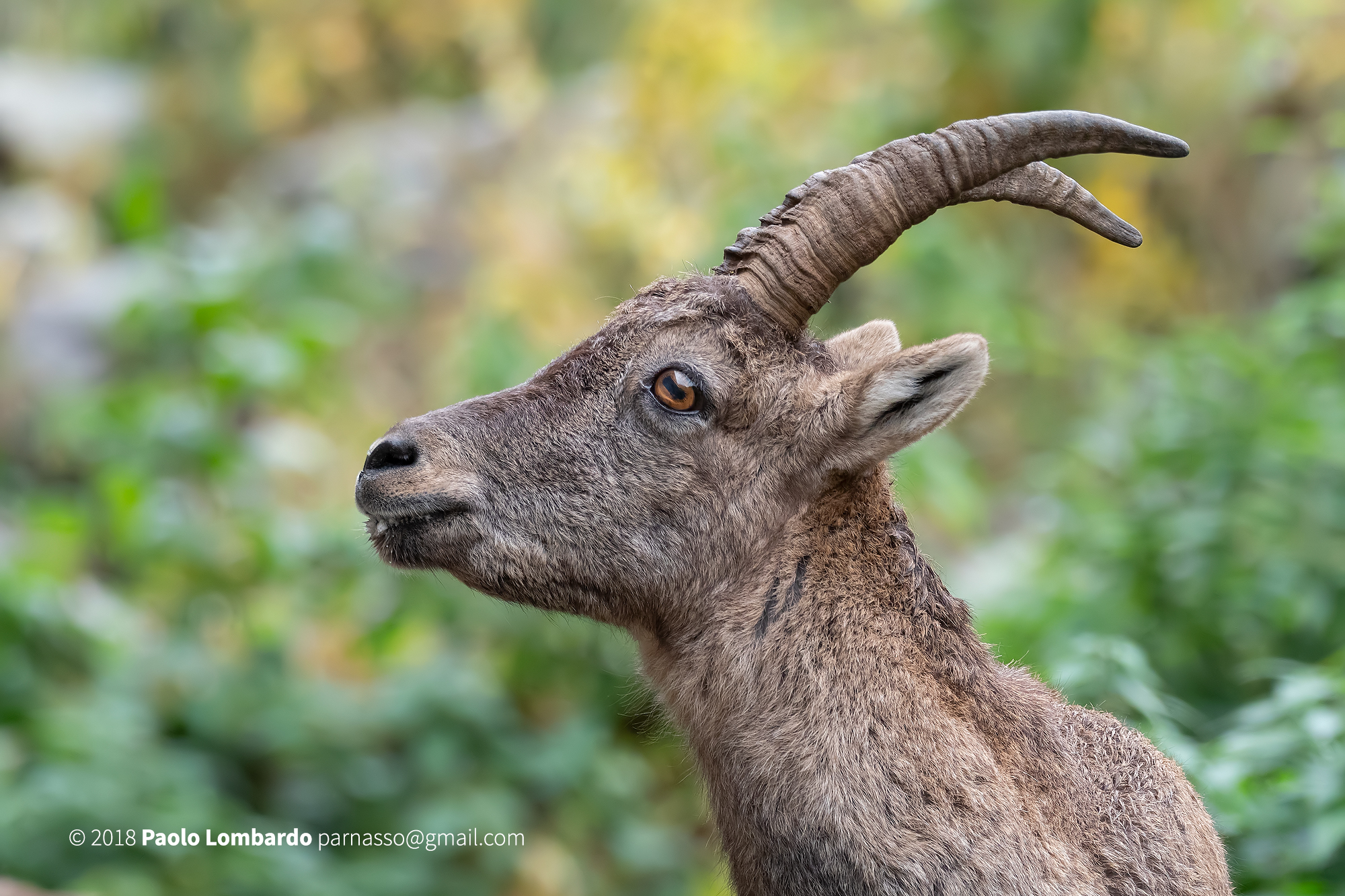 Goat Ibex-steinbock-Ibex Goat Stambecco
