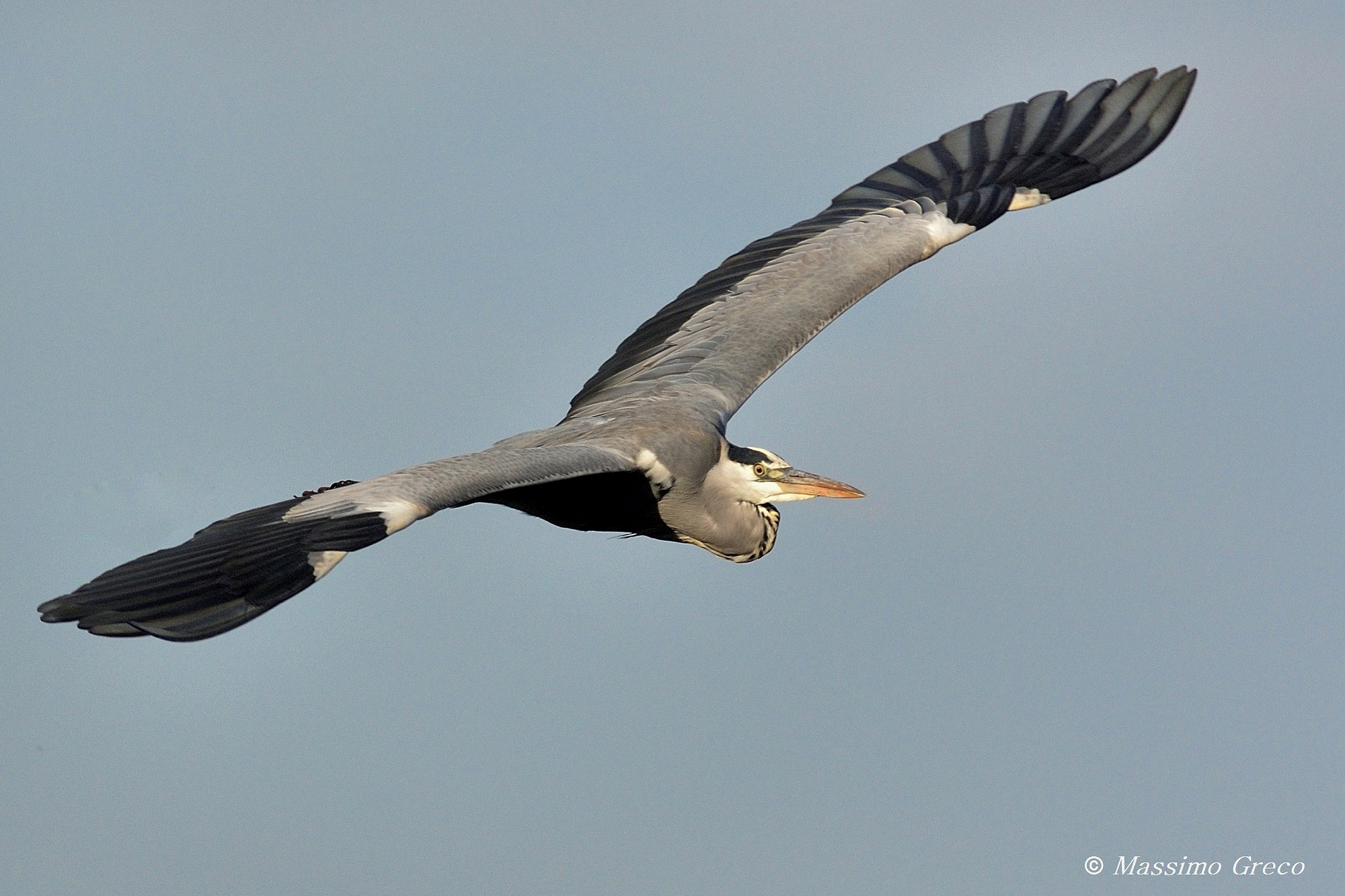 Grey Heron