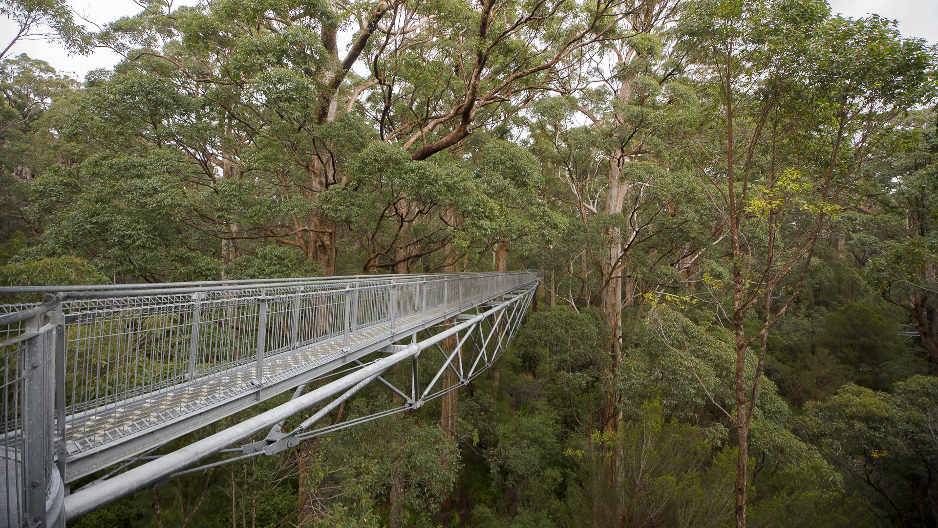 Tree Top Walk