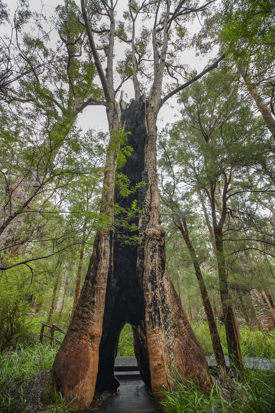 Valley of the Giants