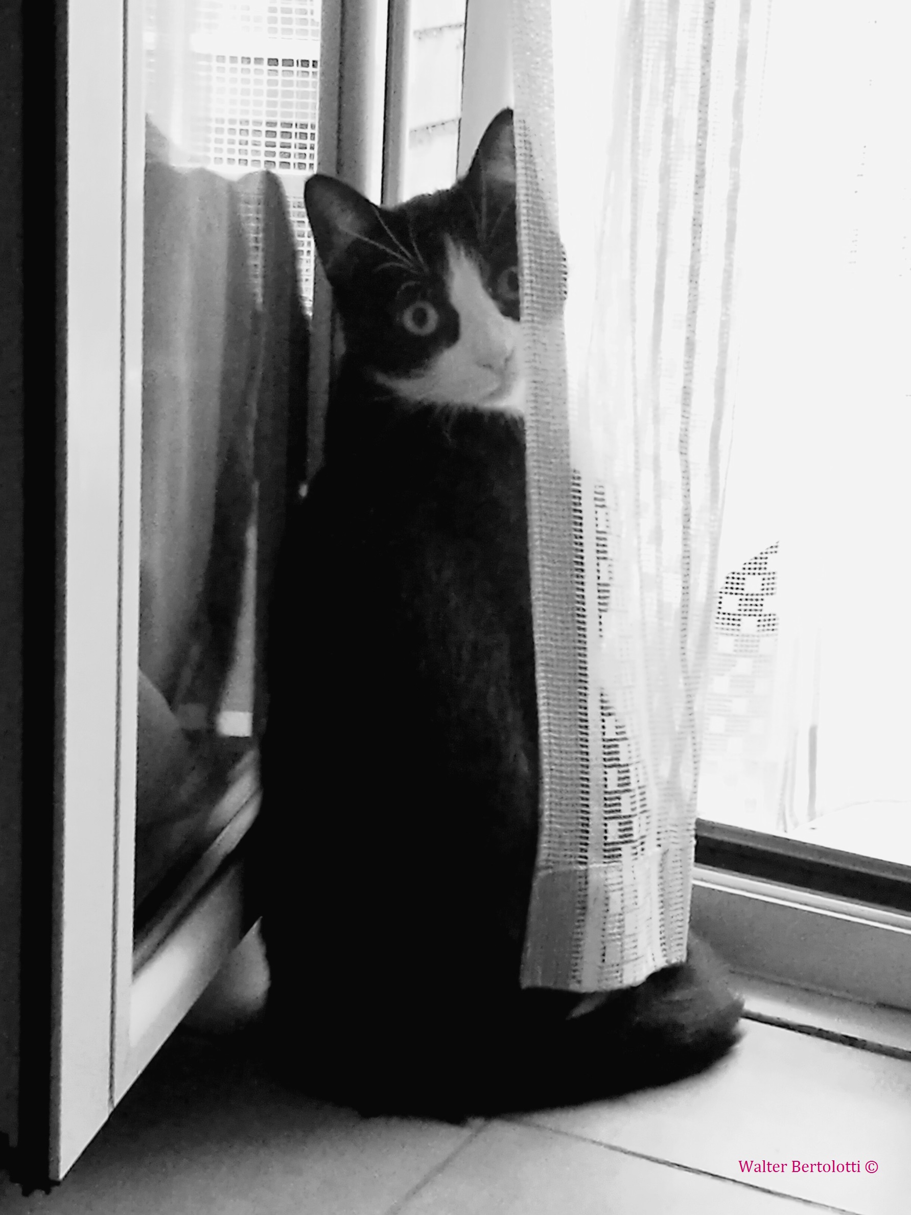 Portrait of a Veiled Cat