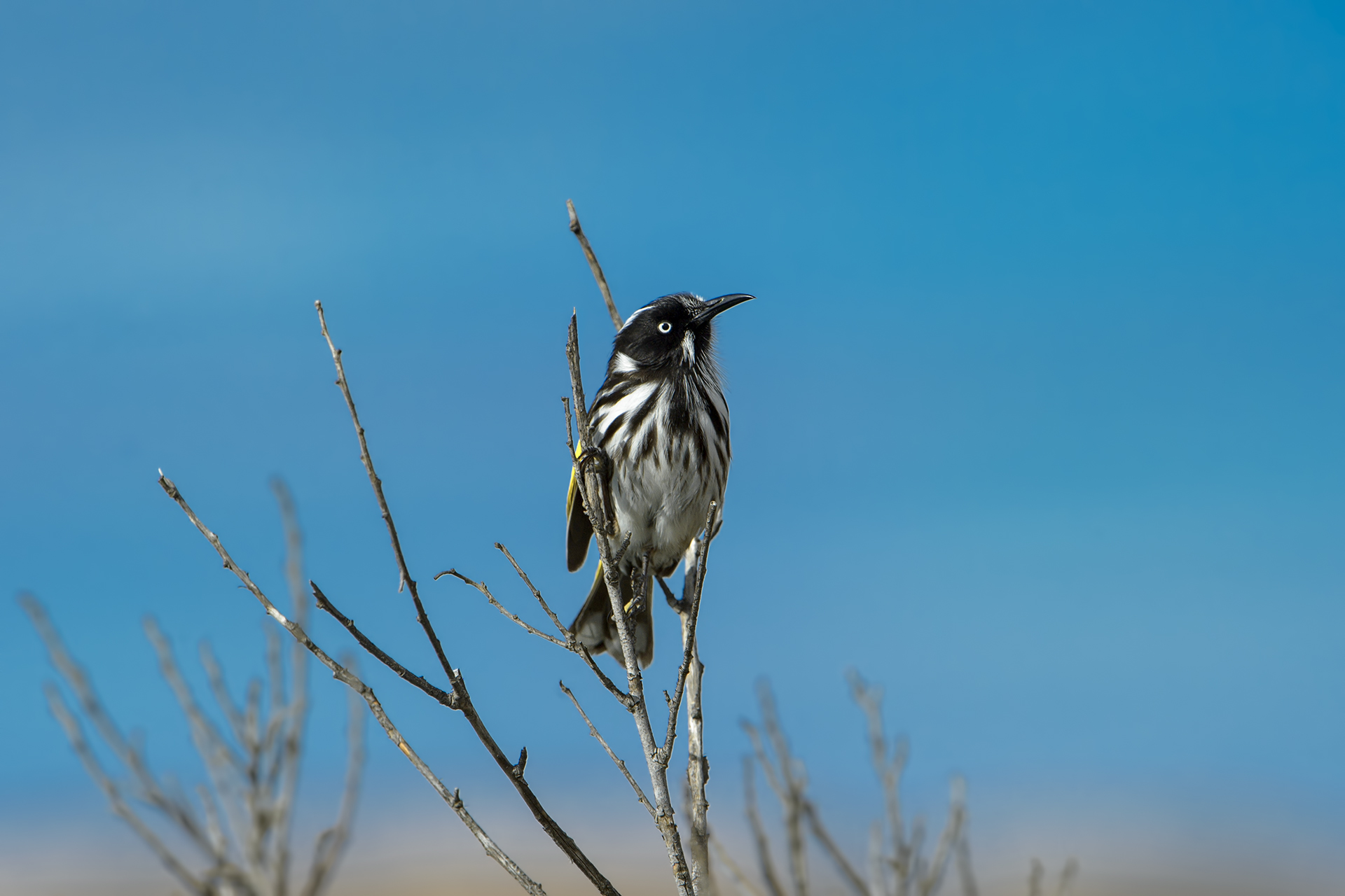 Phylidonyris Novaehollandiae(Succiamiele di NewHolland)