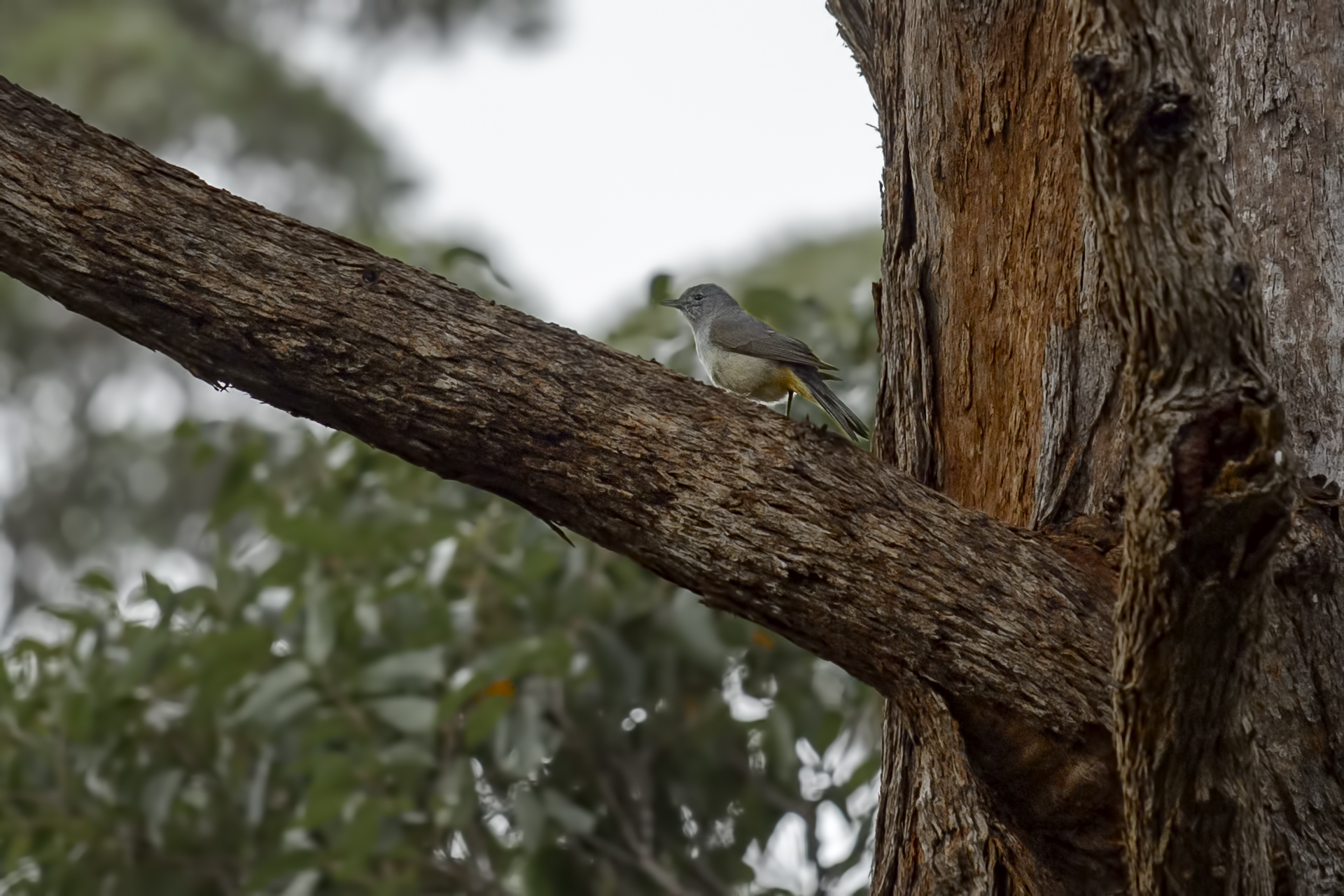 ColluricinclaHarmonica Rufiventris(Tordo Averla grigio)