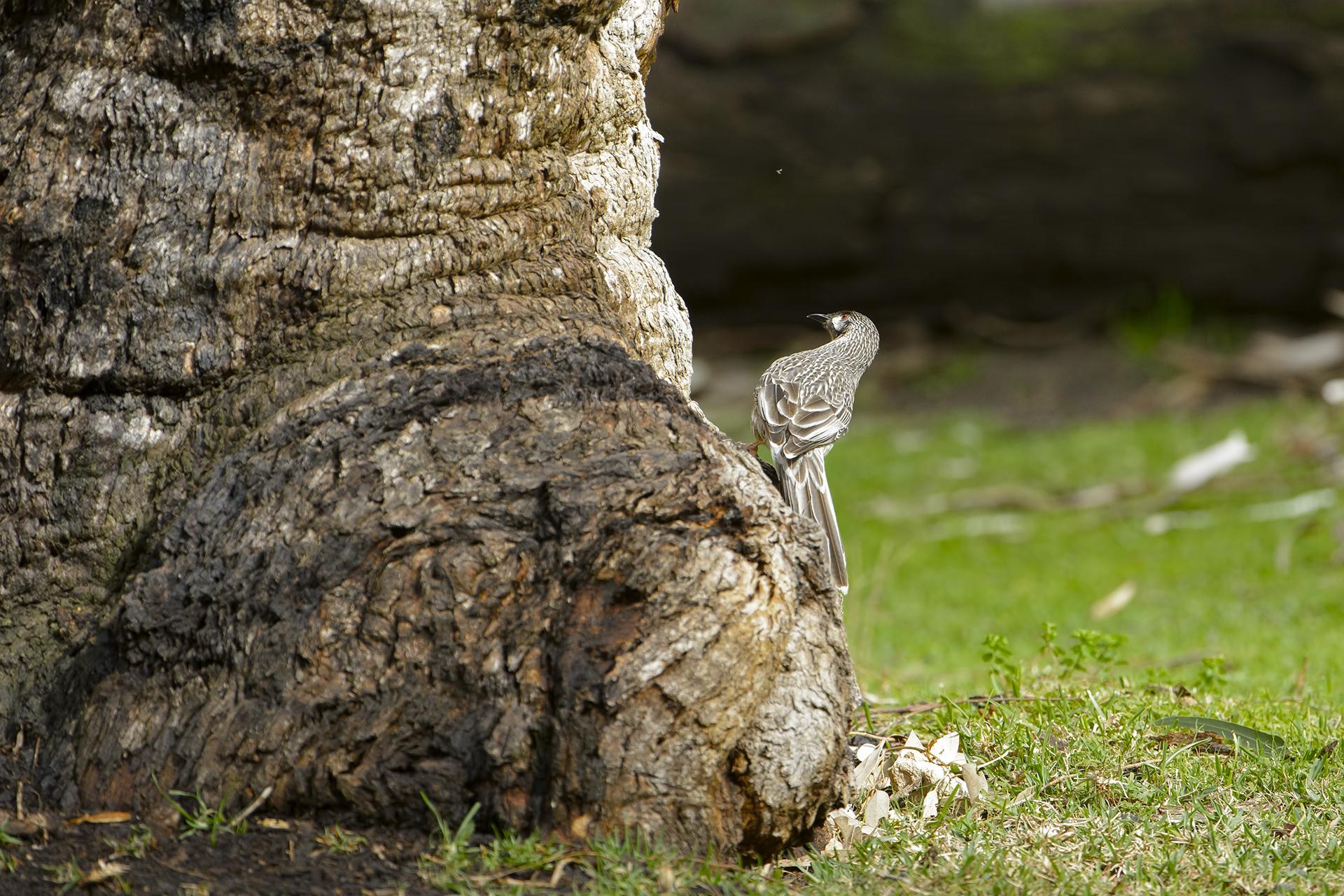 Anthochaera carunculata (Bargigliuto rosso)